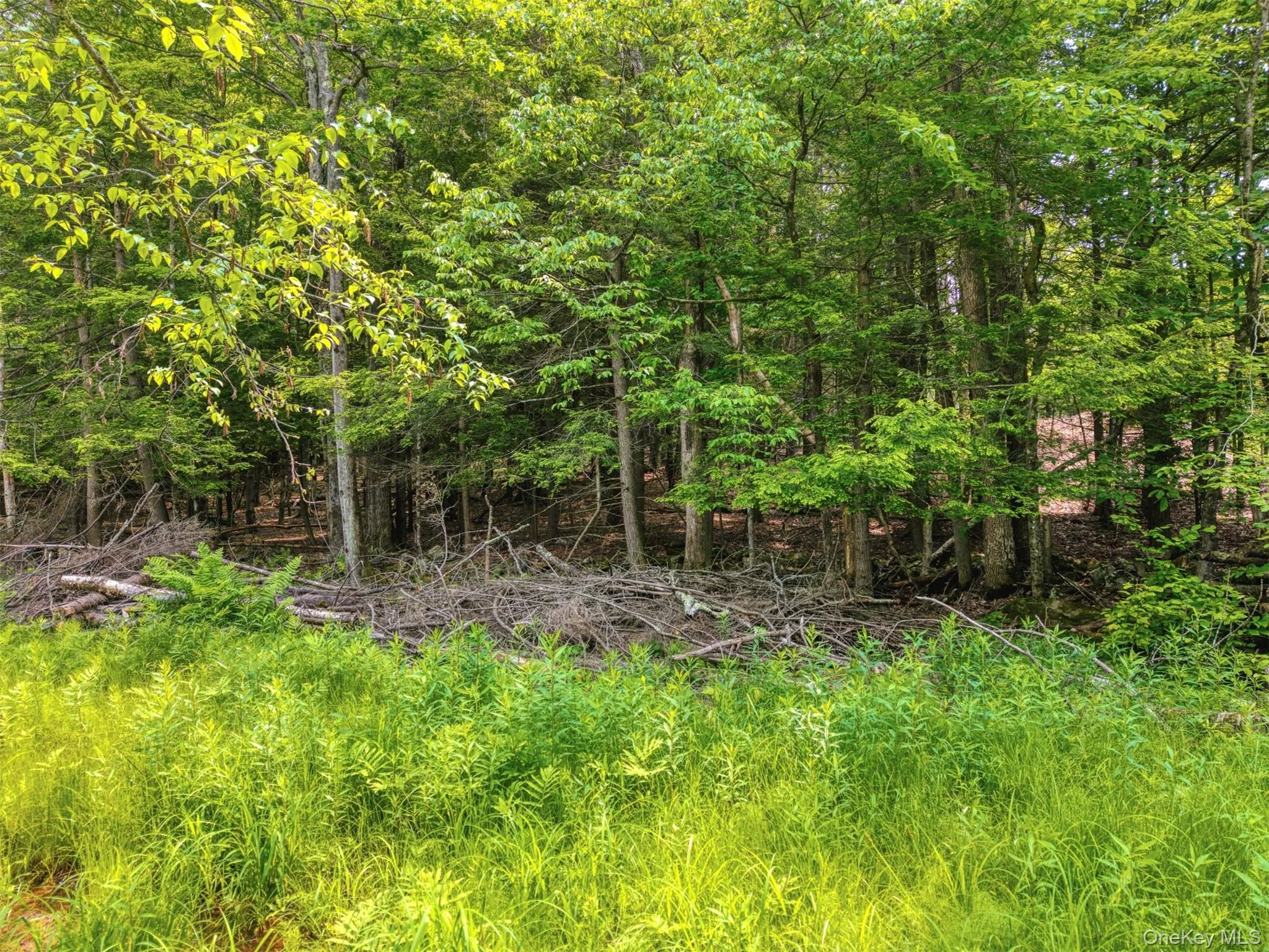 View of wooded area View of wooded area