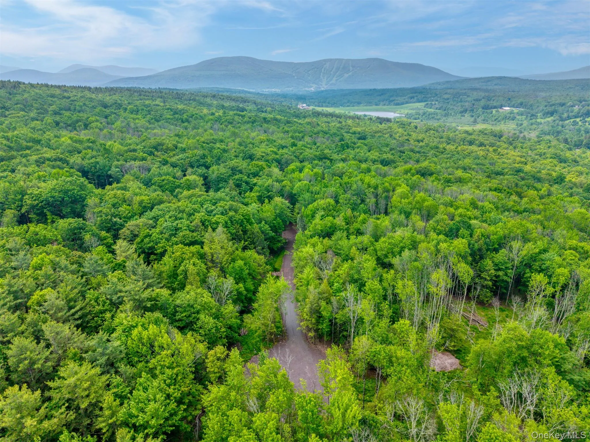 Aerial view of a forest and a mountain backdrop Aerial view of a forest and a mountain backdrop