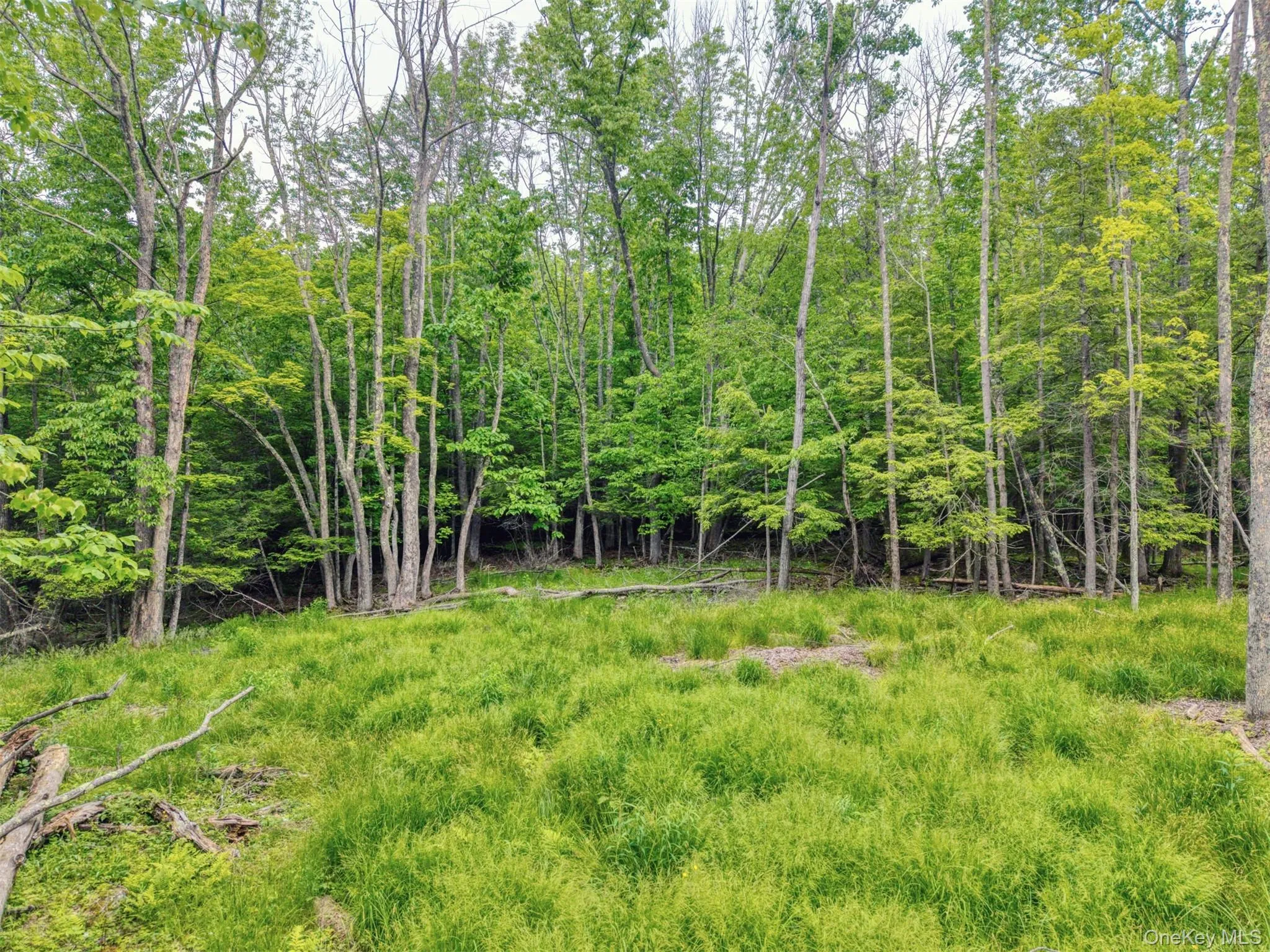 View of yard with a forest view View of yard with a forest view