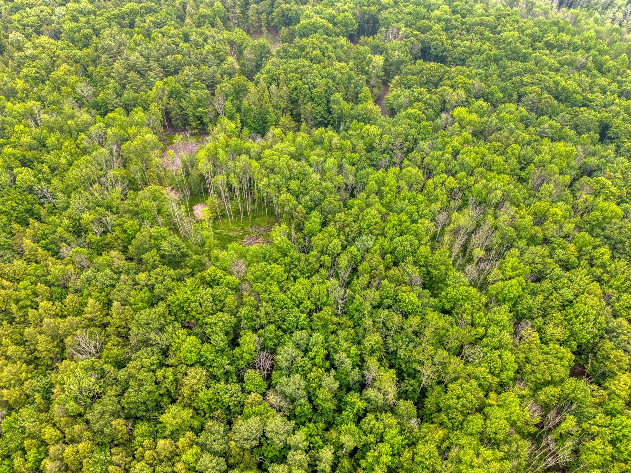 Drone / aerial view of a heavily wooded area Drone / aerial view of a heavily wooded area