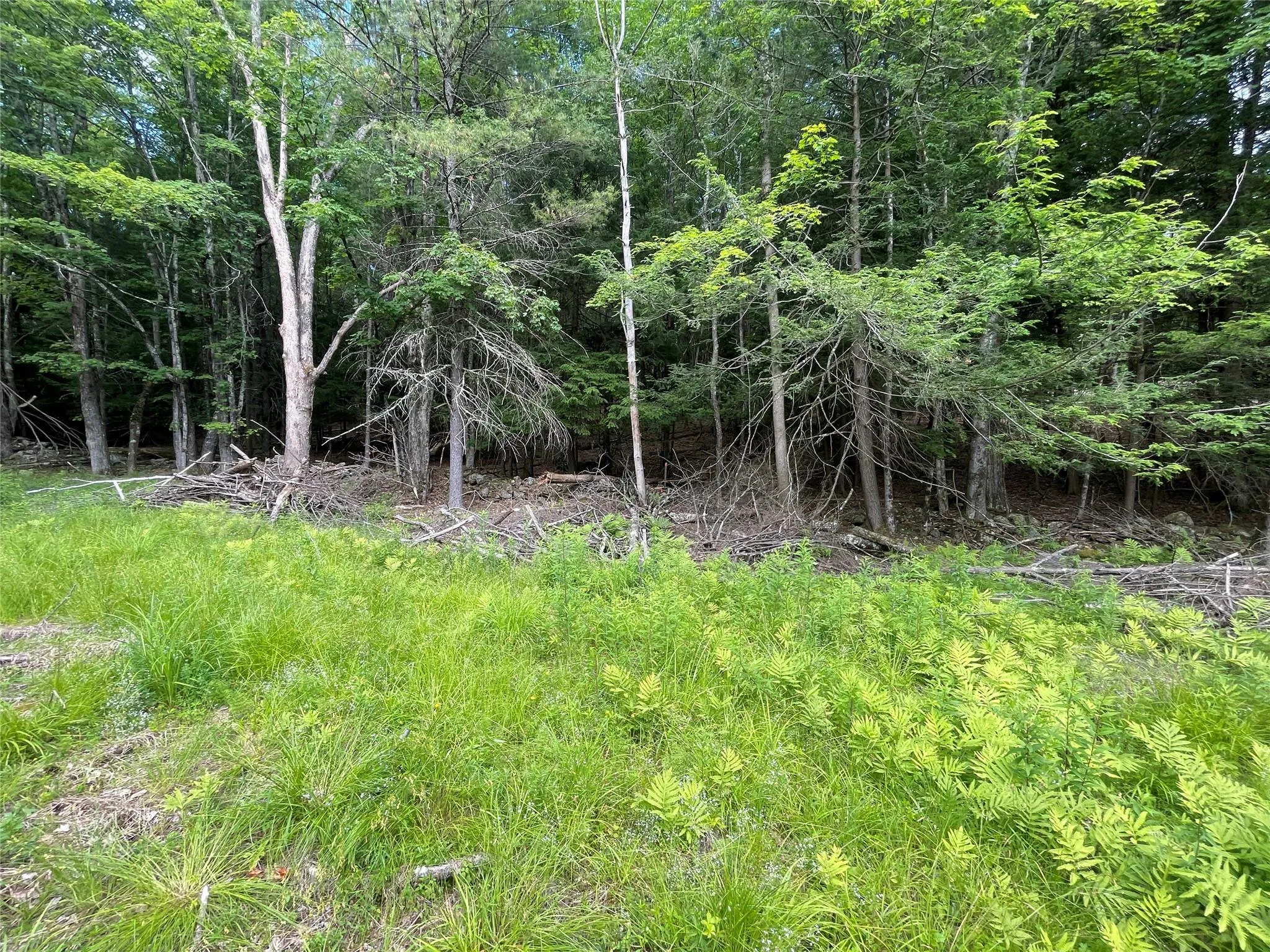 View of undeveloped land View of undeveloped land