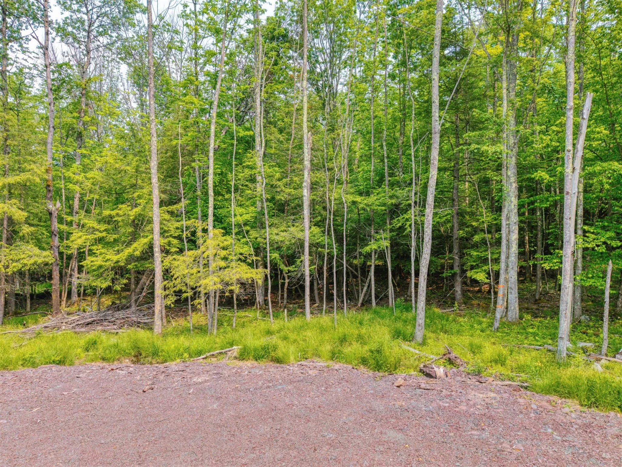 View of woods View of woods