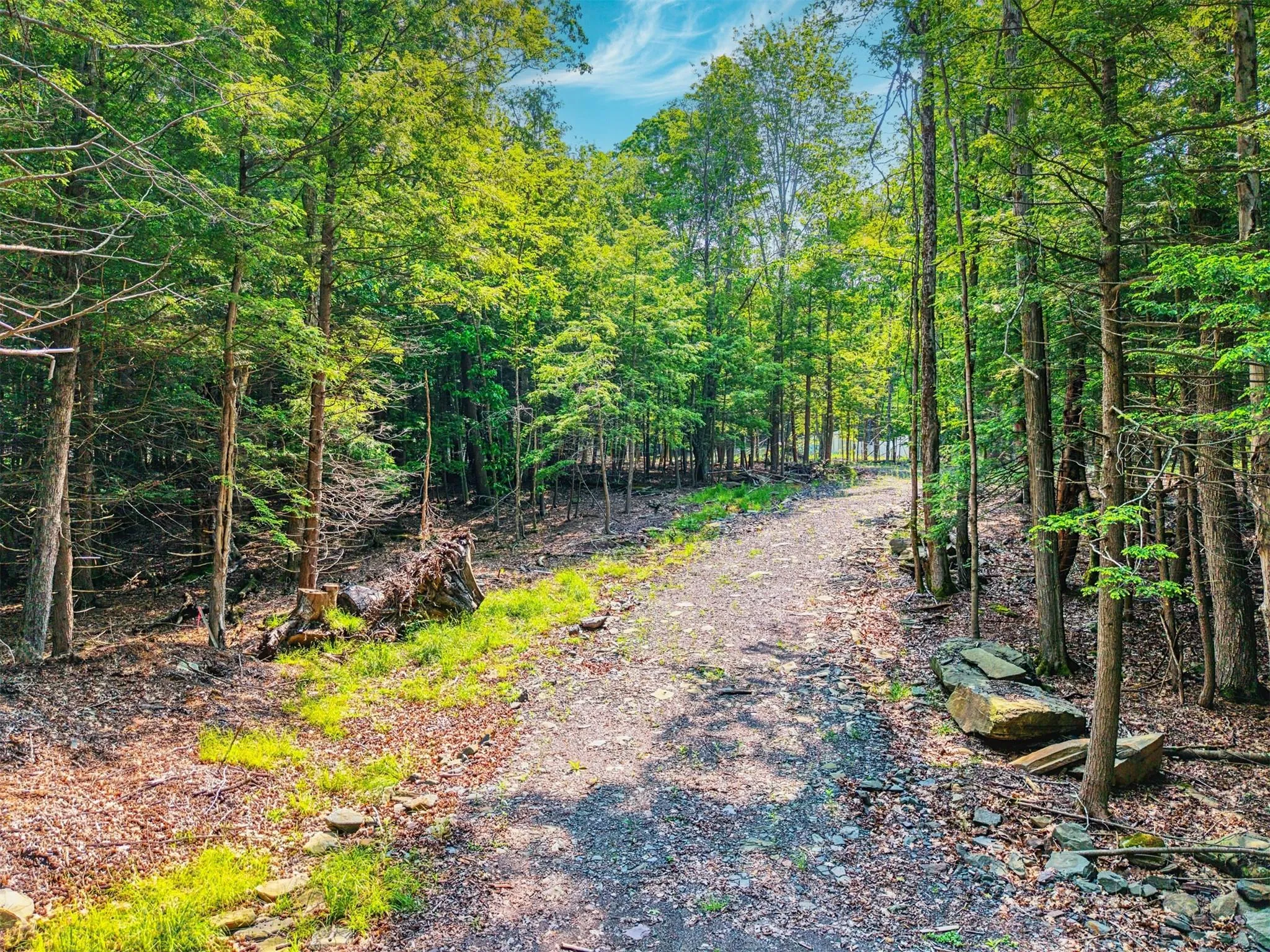 View of street featuring a forest view View of street featuring a forest view