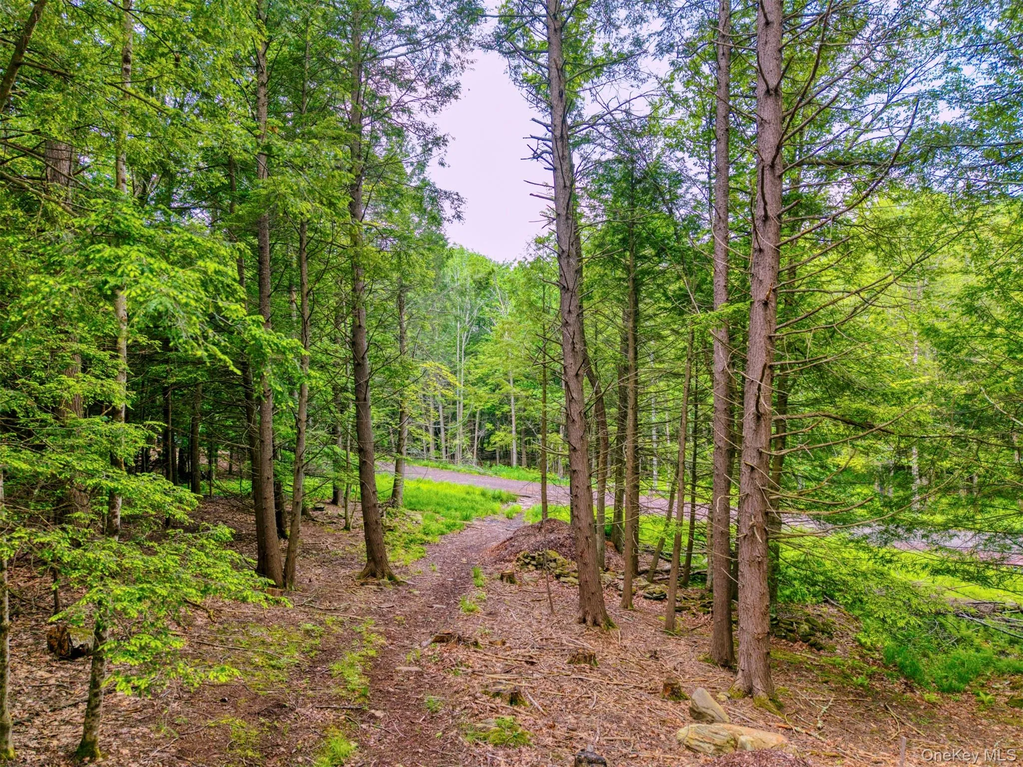View of wooded area View of wooded area
