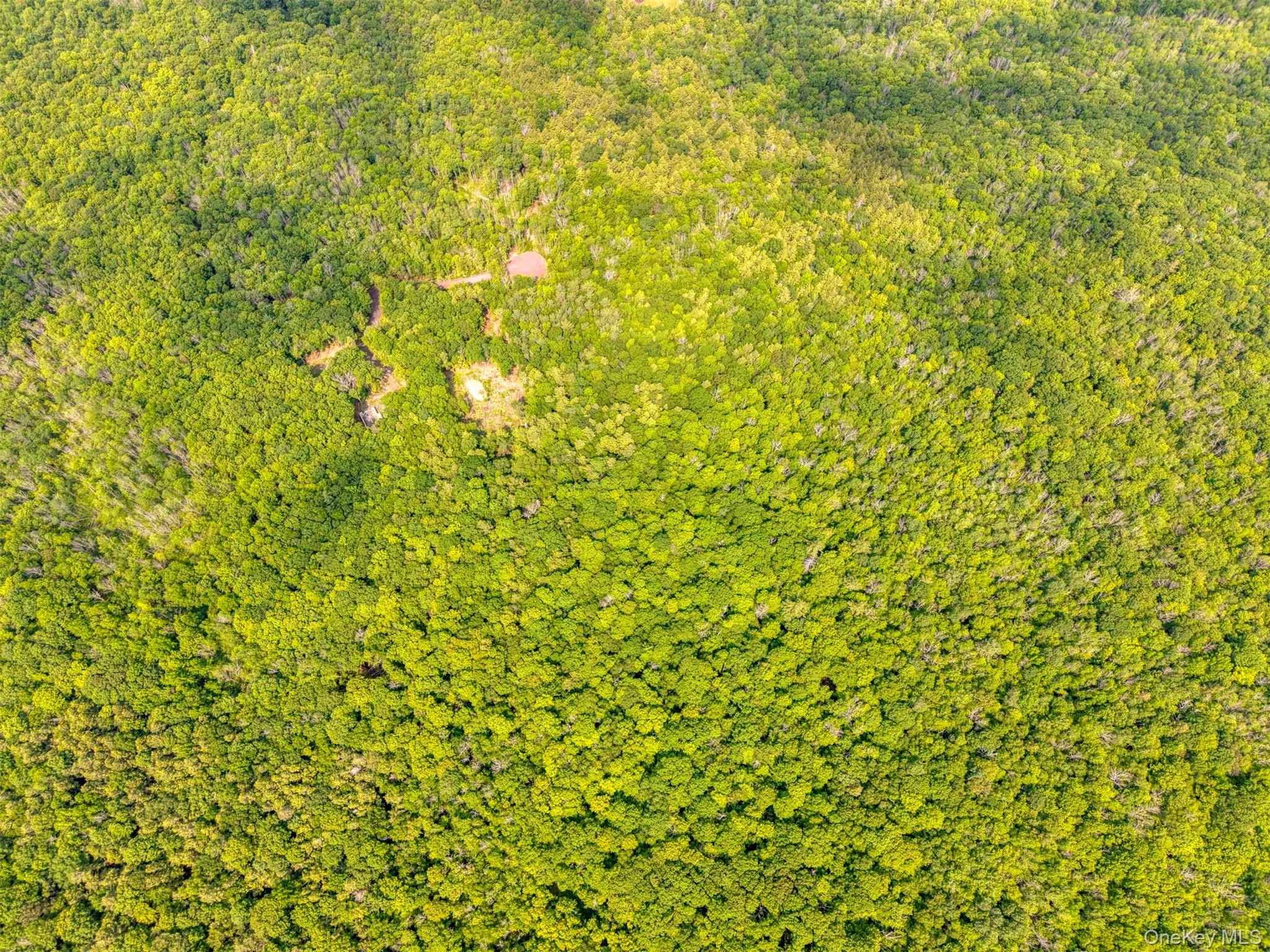 Bird's eye view of a forest Bird's eye view of a forest