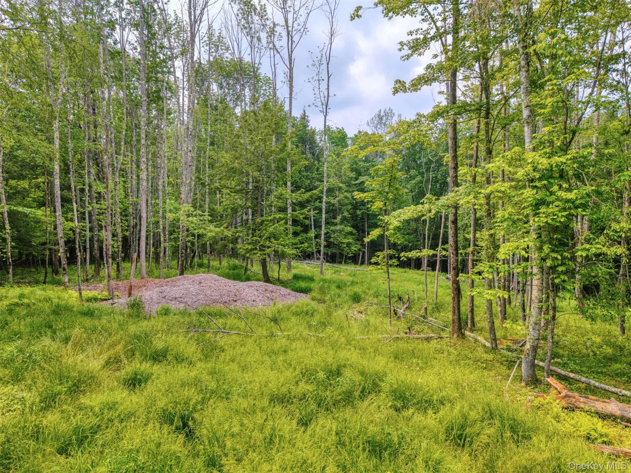 View of yard featuring a forest view View of yard featuring a forest view