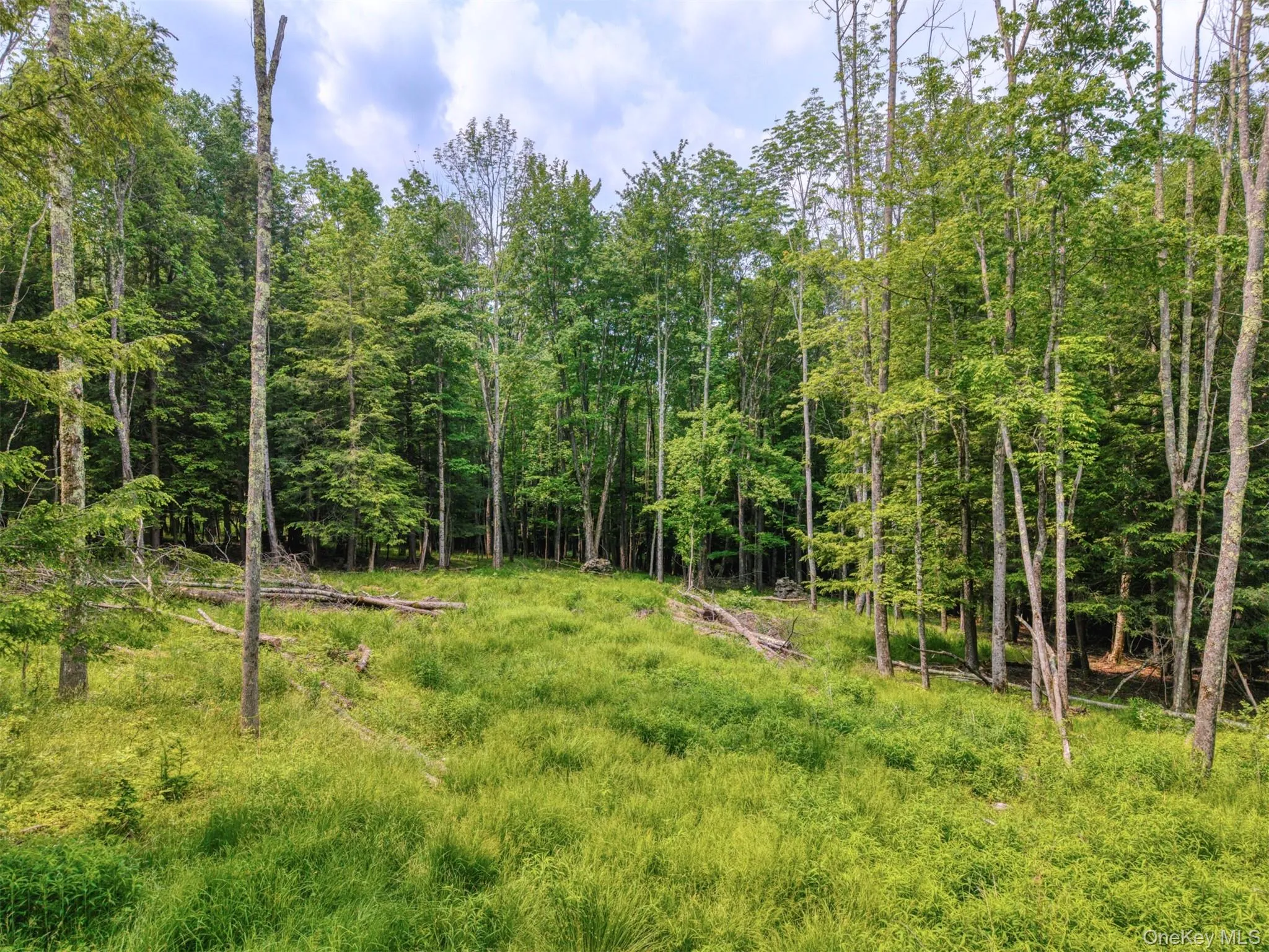 View of yard featuring a forest view View of yard featuring a forest view