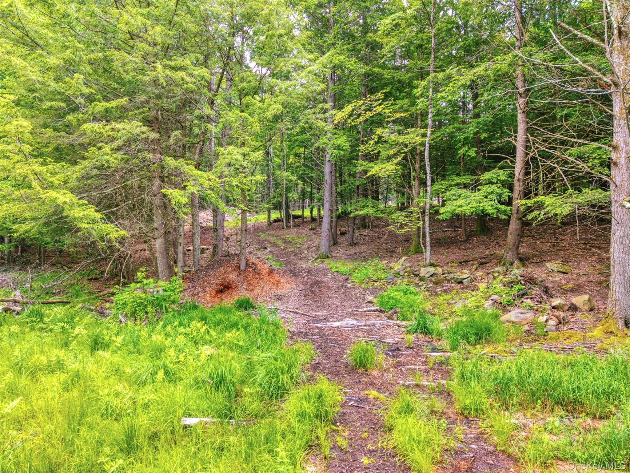 View of wooded area View of wooded area