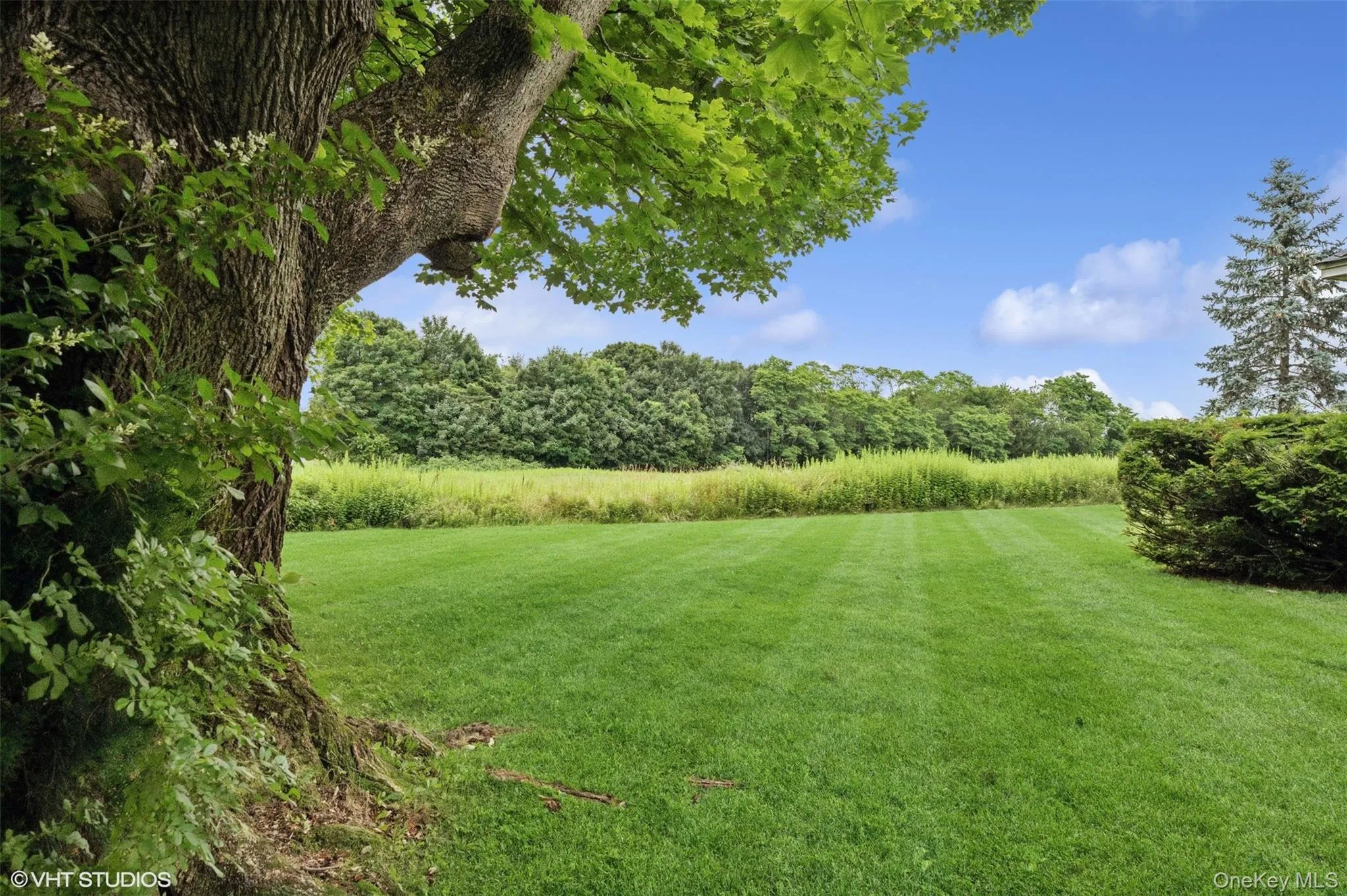 View of green lawn View of green lawn
