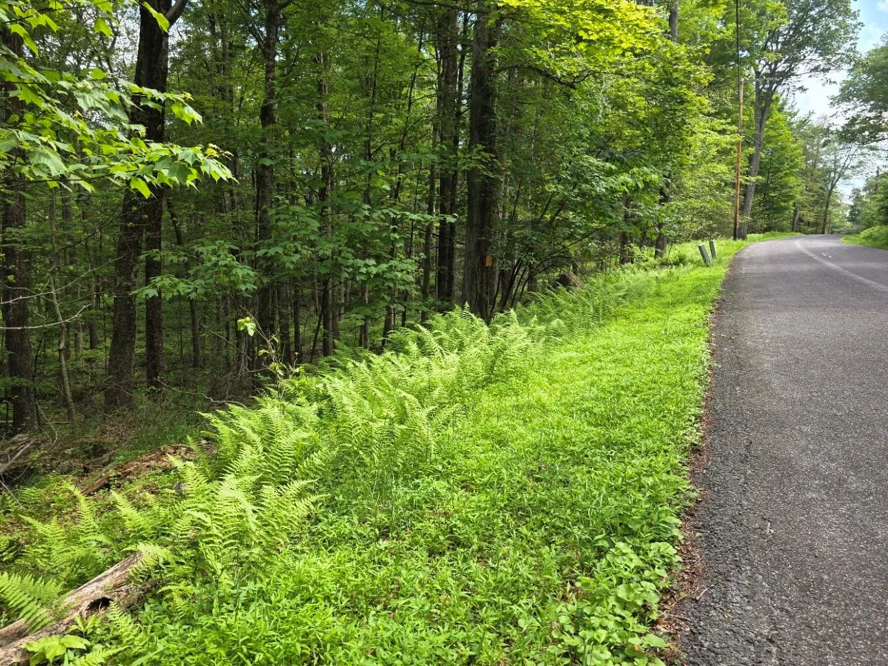 View of asphalt road featuring a view of trees View of asphalt road featuring a view of trees