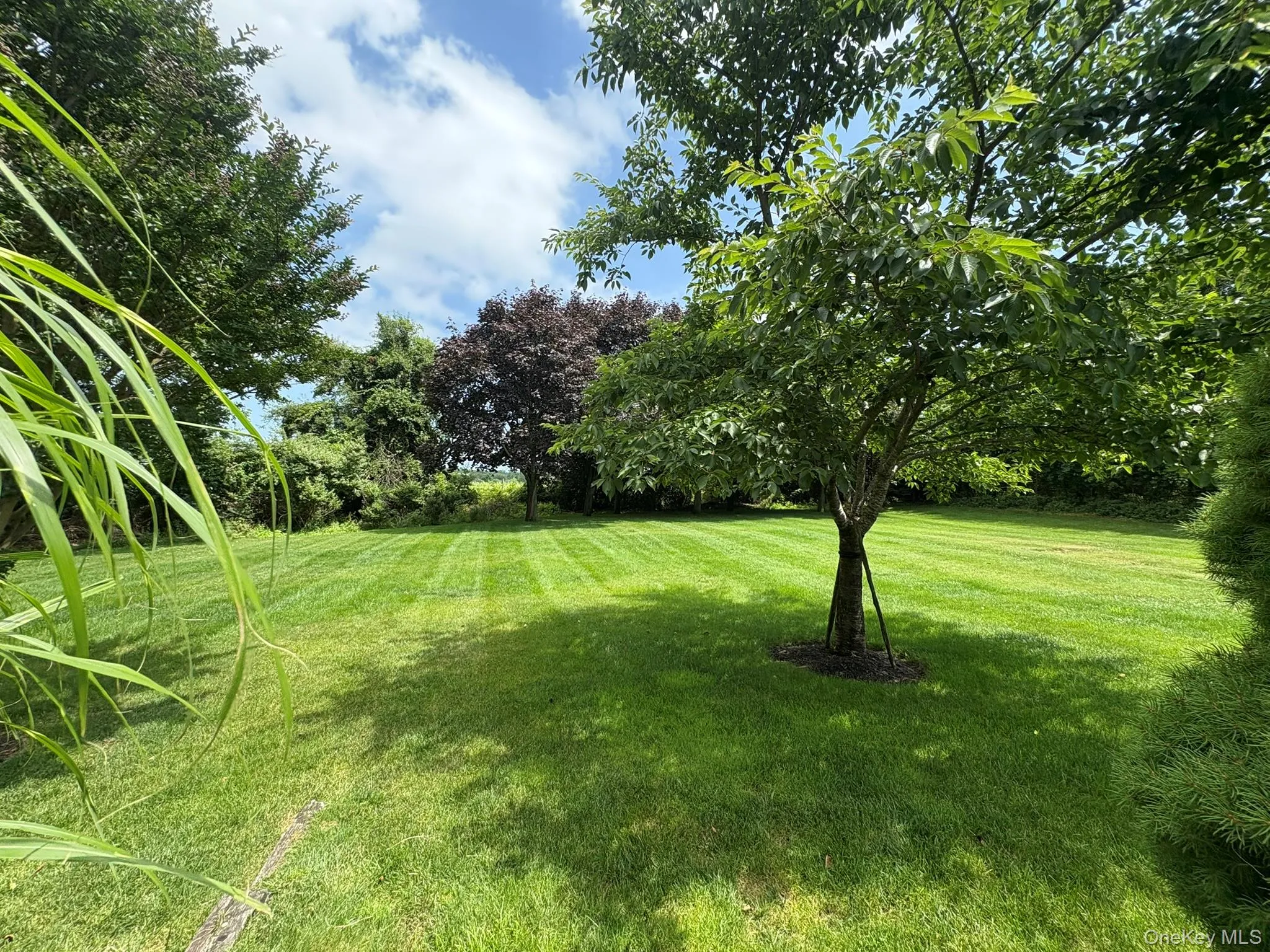 View of green lawn with view of scattered trees View of green lawn with view of scattered trees
