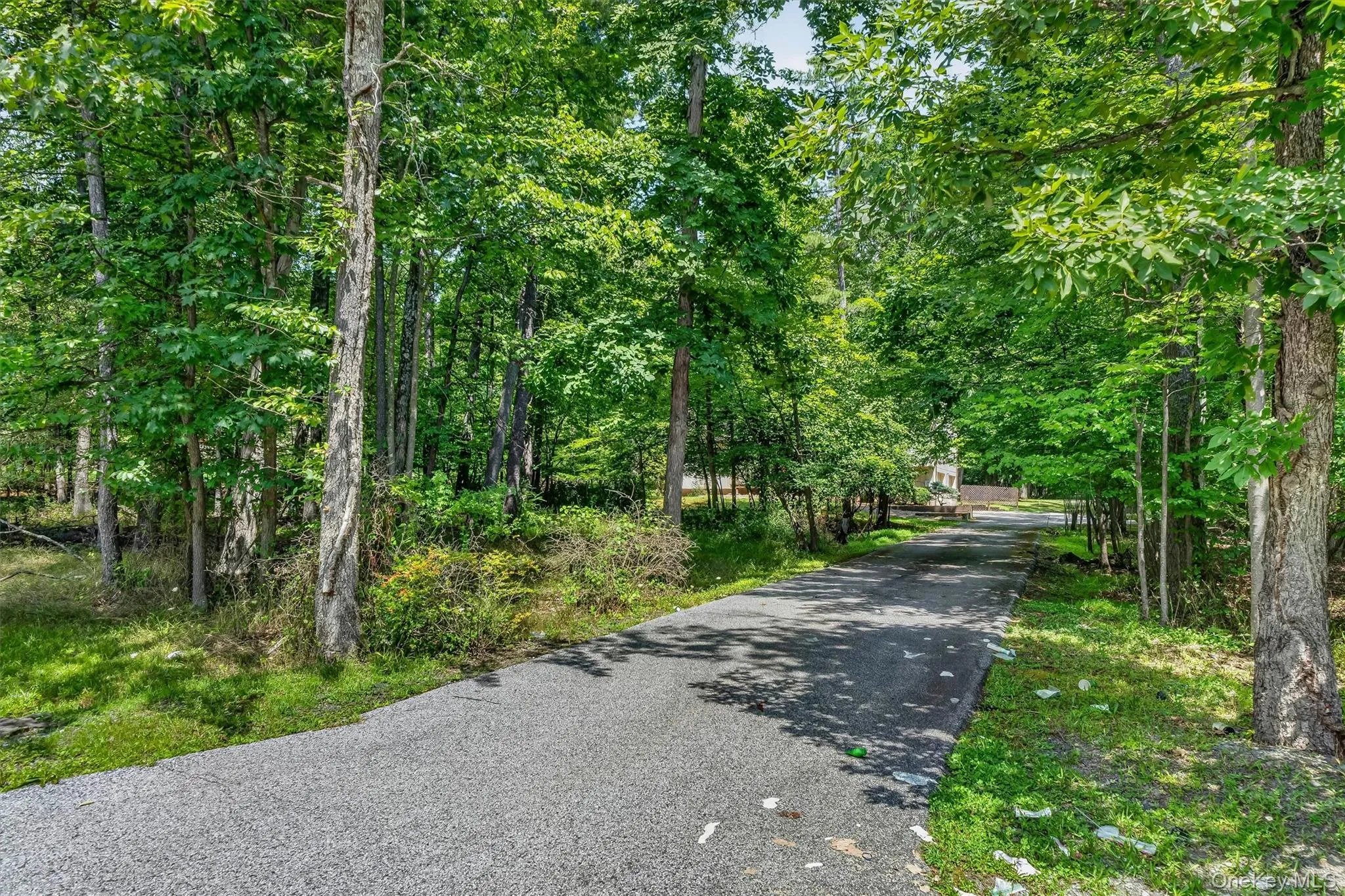 Driveway with trees for privacy and shade Driveway with trees for privacy and shade