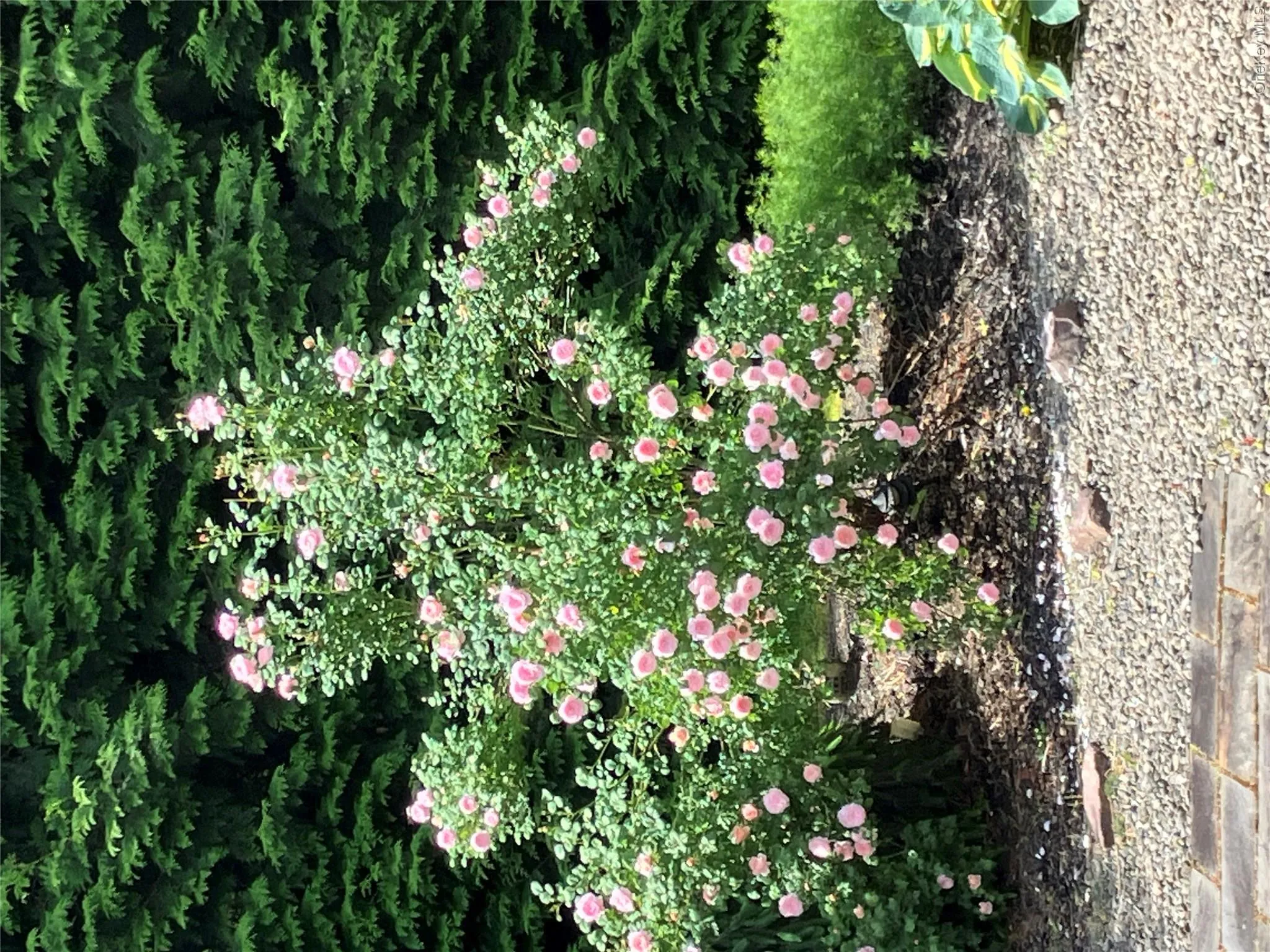 An abundance of roses each year! An abundance of roses each year!