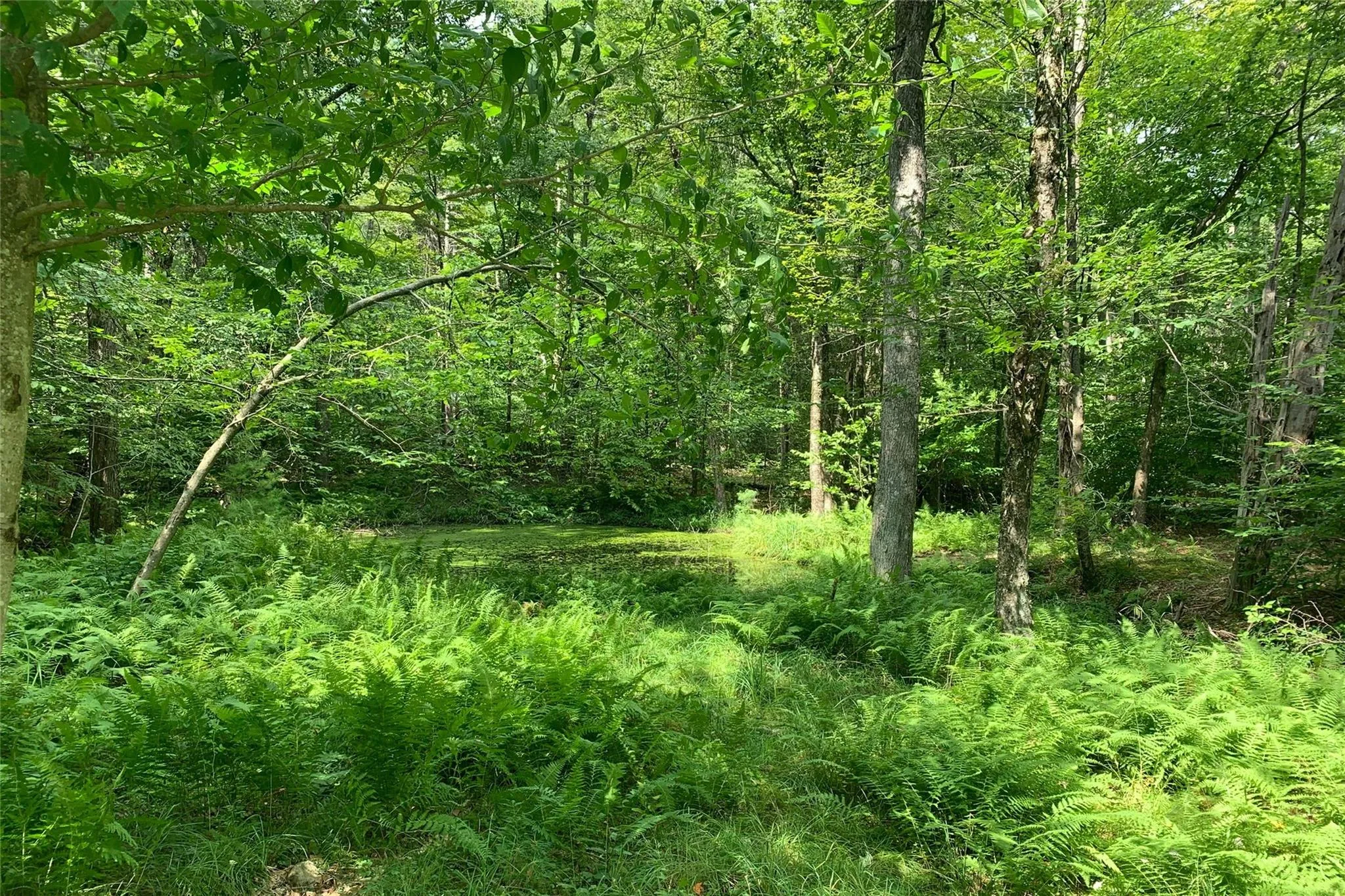 View of wooded area View of wooded area