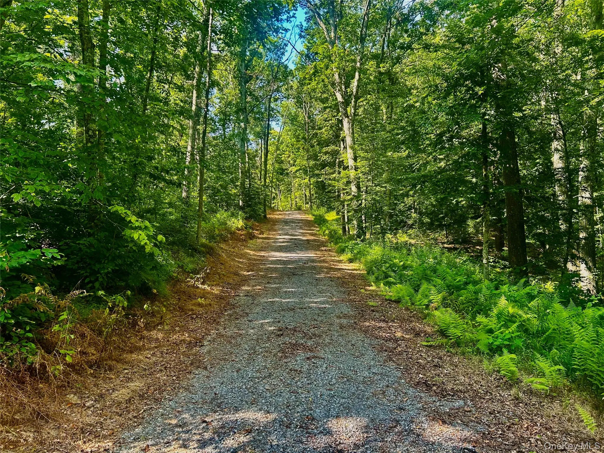 View of the driveway with a forest view View of the driveway with a forest view