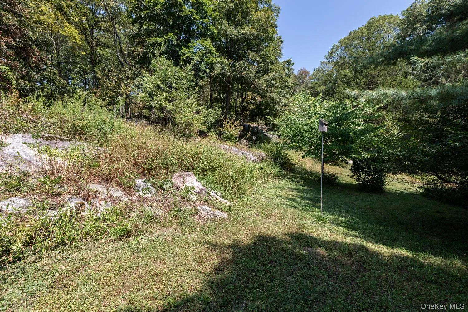 View of grassy yard featuring a view of trees, some of them fruit trees View of grassy yard featuring a view of trees, some of them fruit trees
