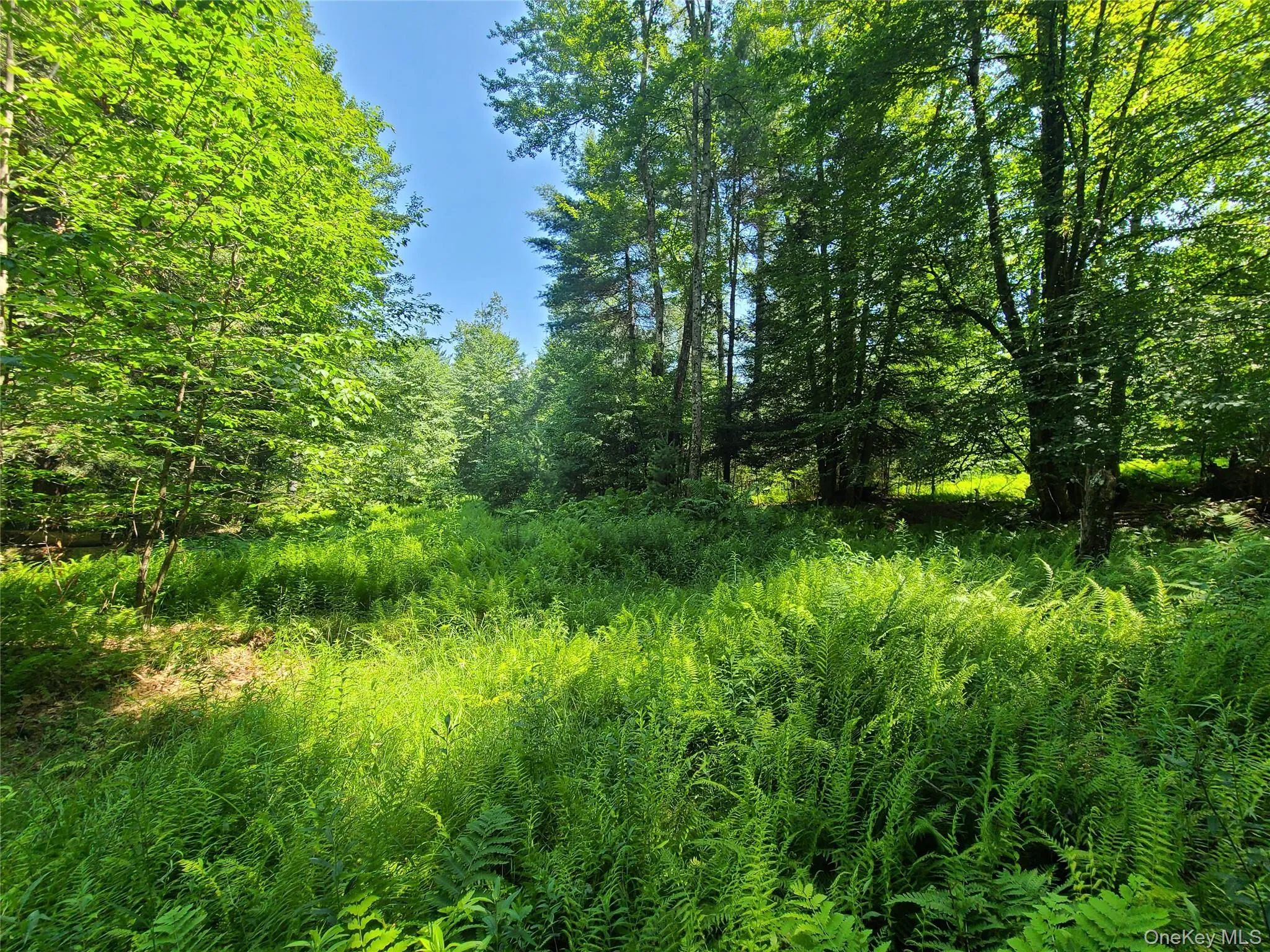View of undeveloped land View of undeveloped land