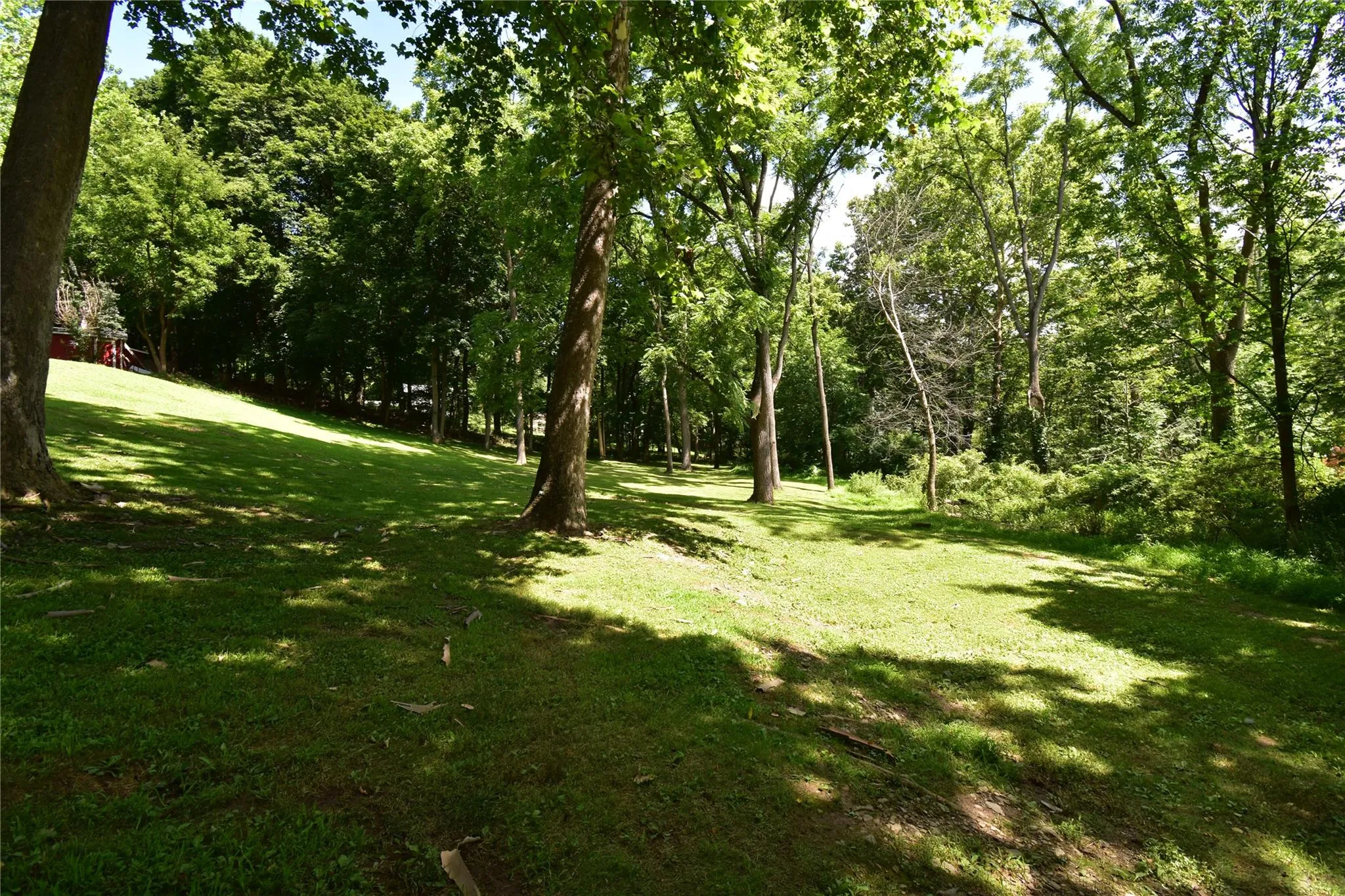 Mature shade/privacy trees Mature shade/privacy trees