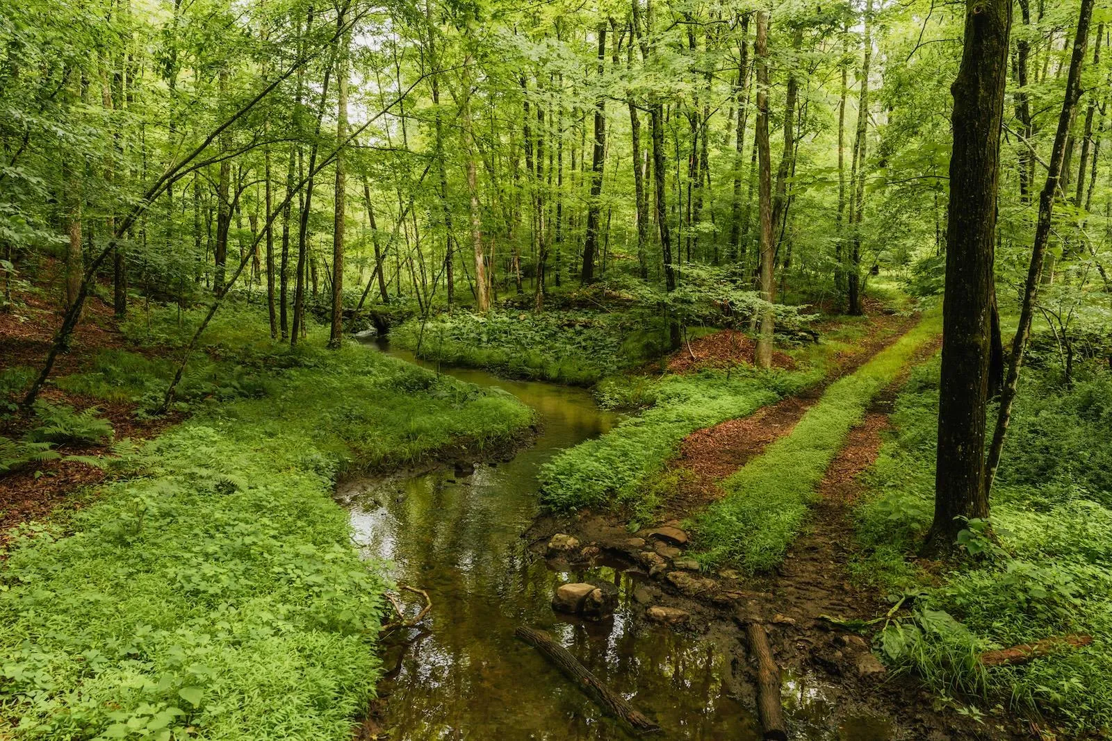 View of undeveloped land View of undeveloped land