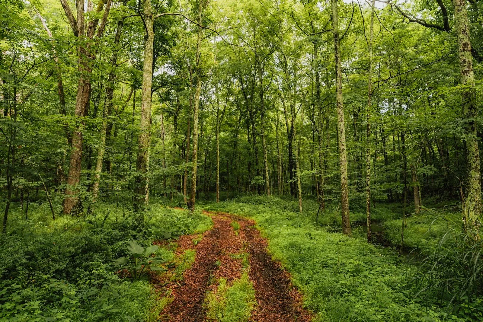 View of woods View of woods
