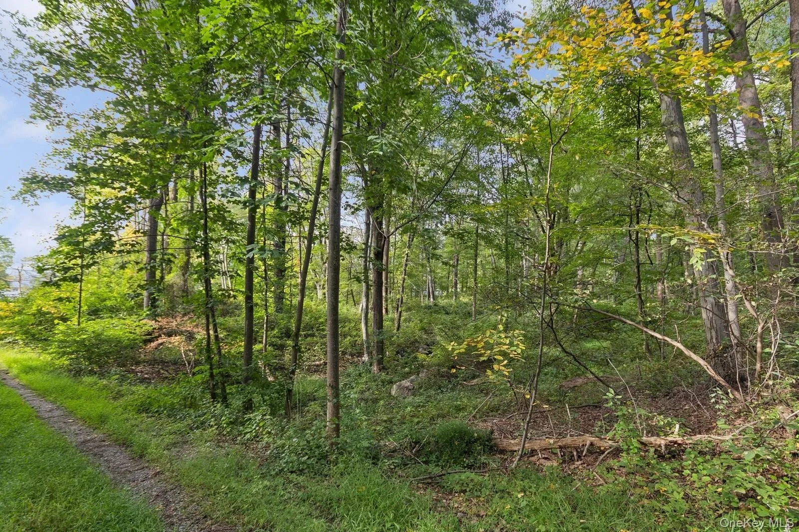 View of wooded area View of wooded area