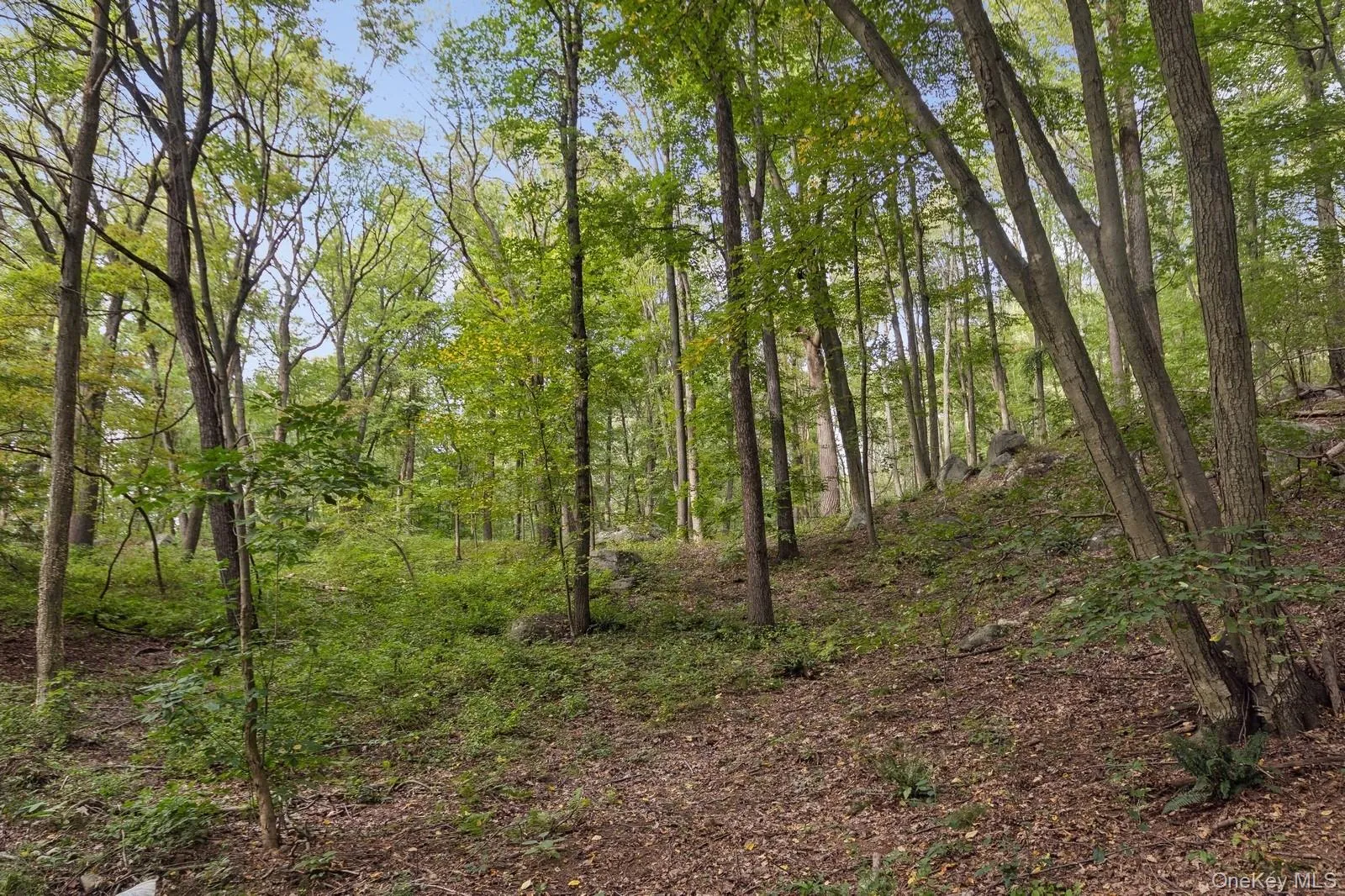 View of wooded area View of wooded area