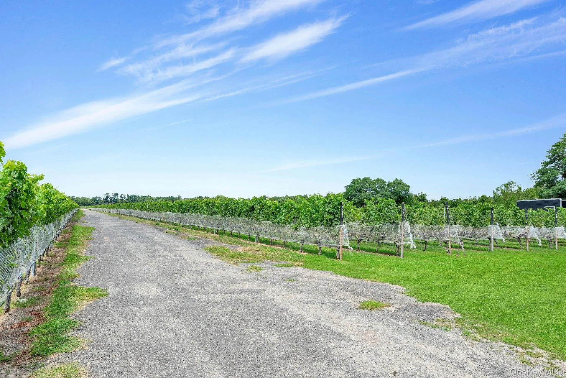 Vines Vines