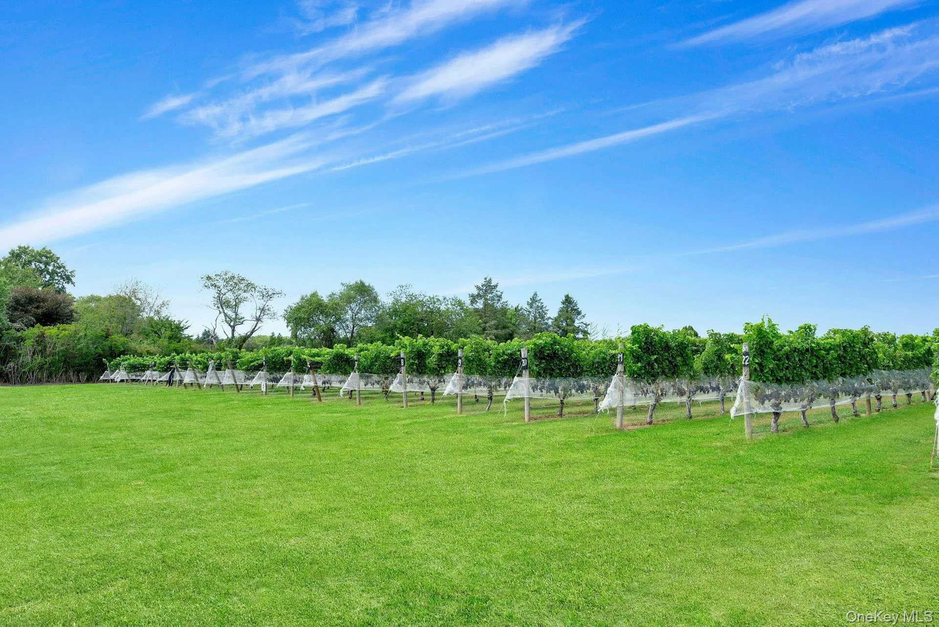 Vines Vines