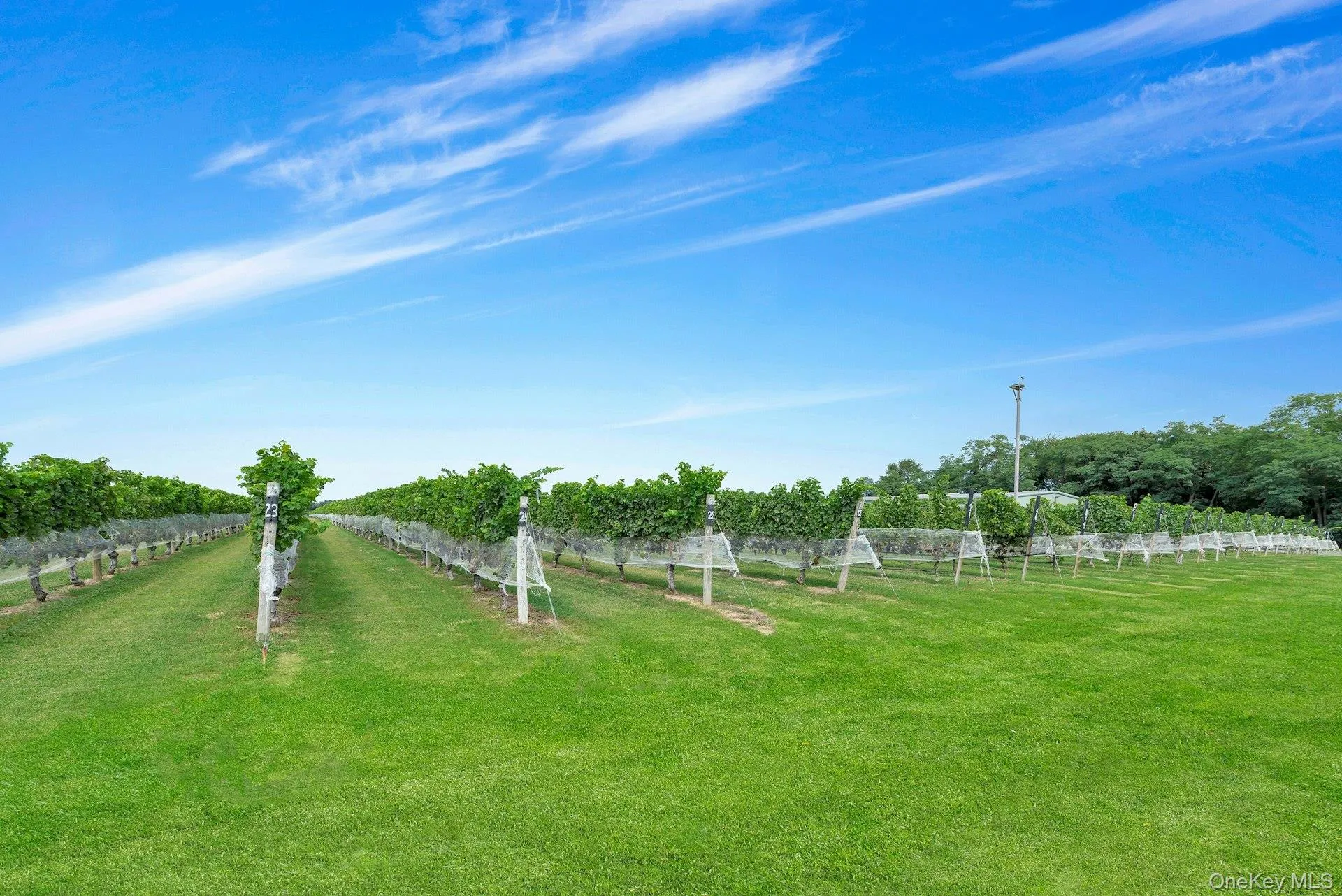Vines Vines