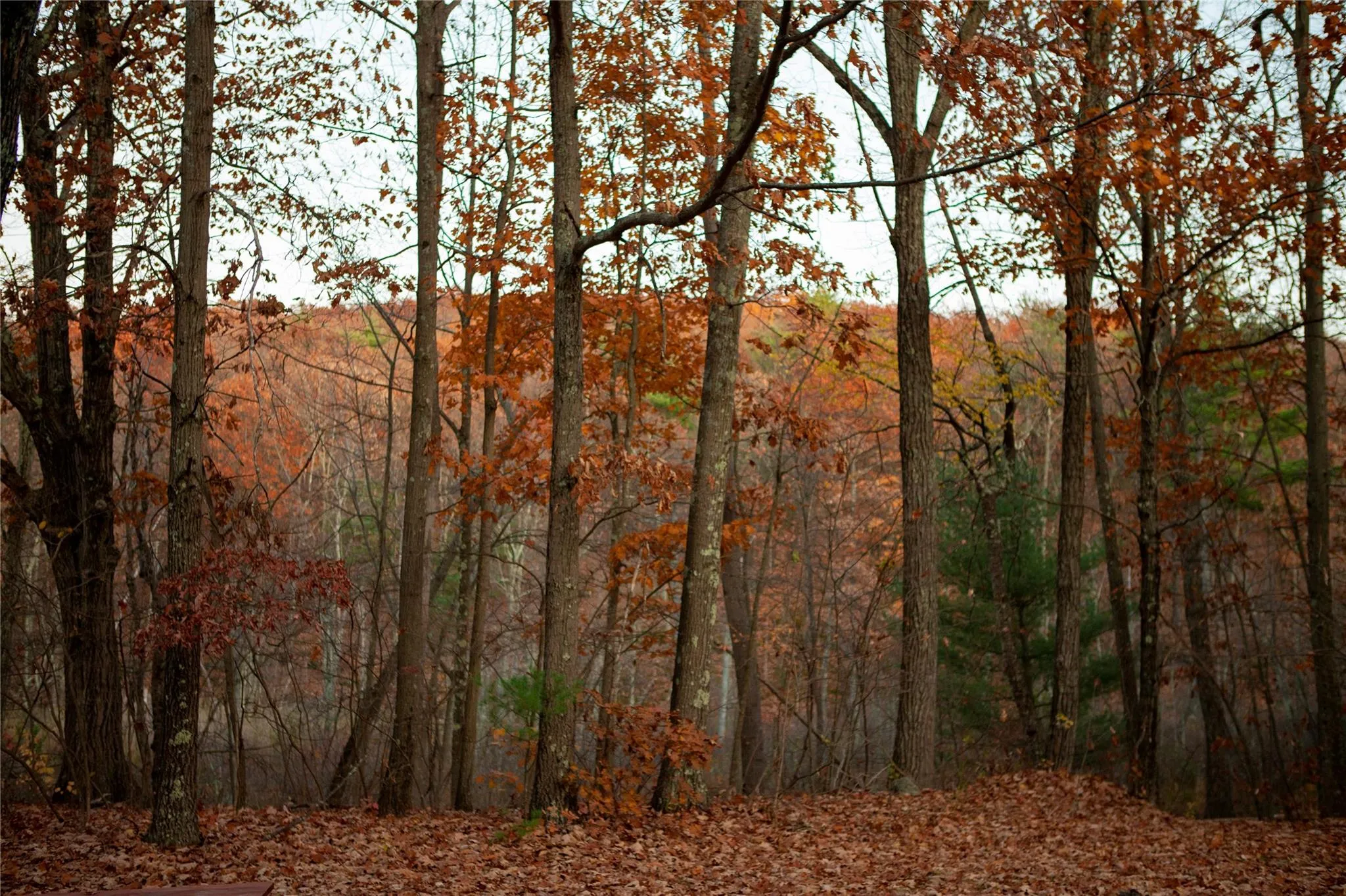 View of wooded area View of wooded area