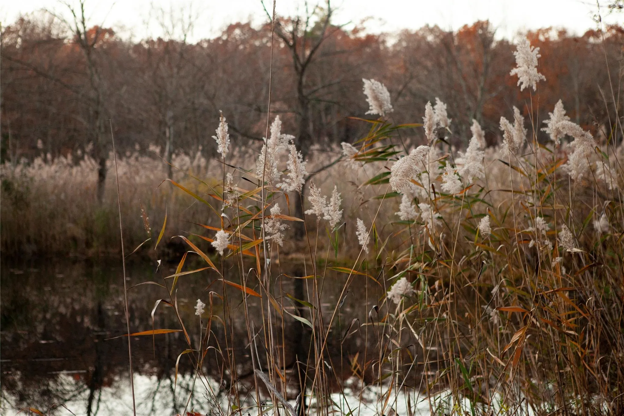 View of local wilderness View of local wilderness