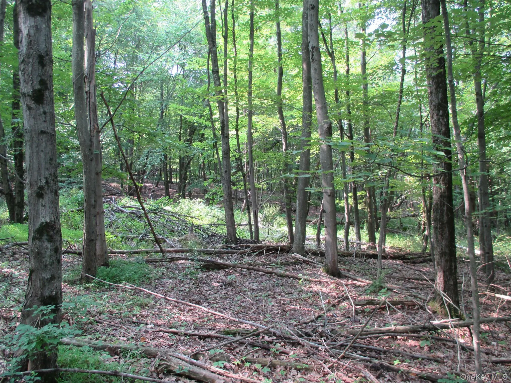 View of wooded area View of wooded area