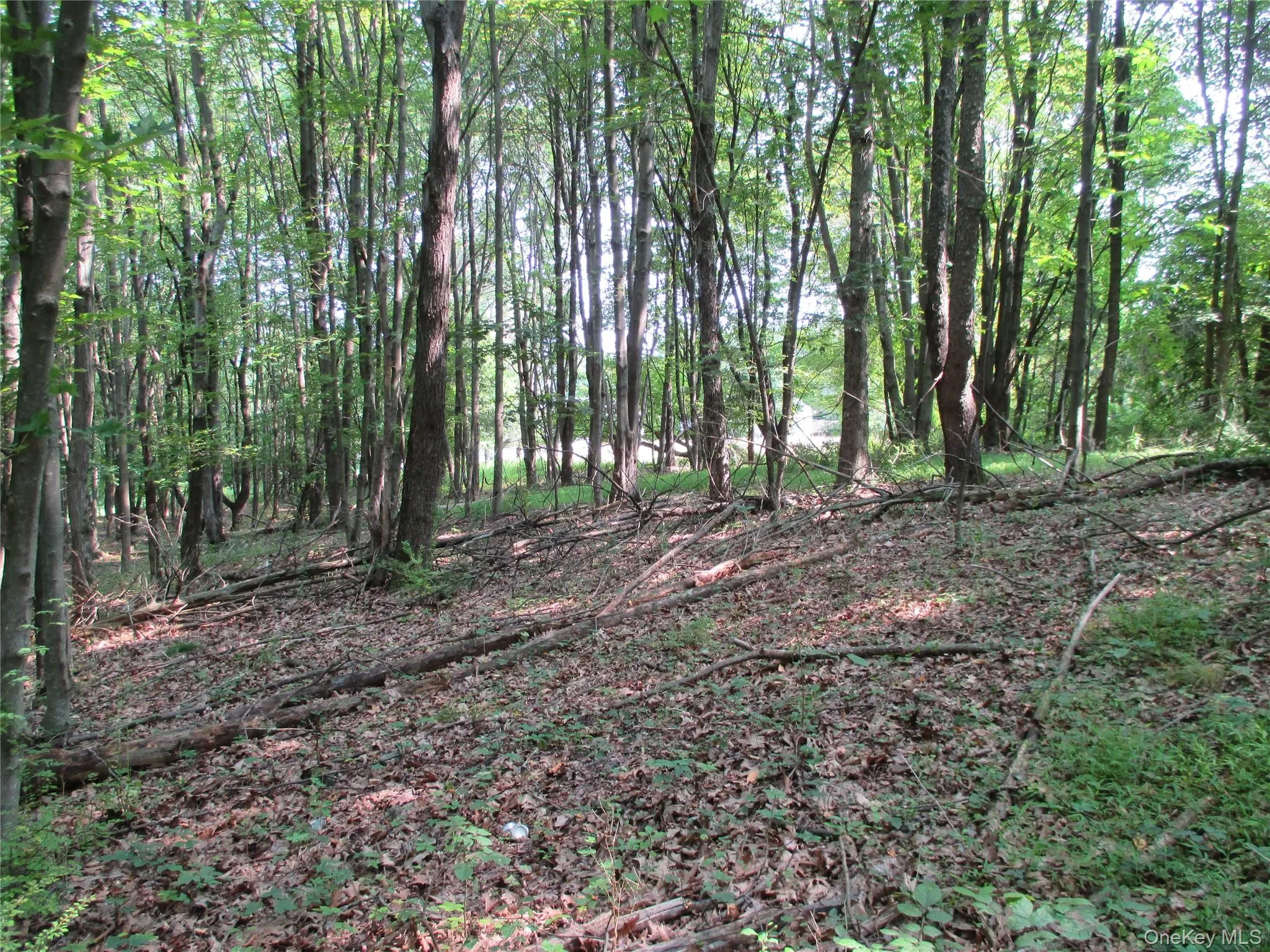 Open Area off Barbara Dr. Path Open Area off Barbara Dr. Path