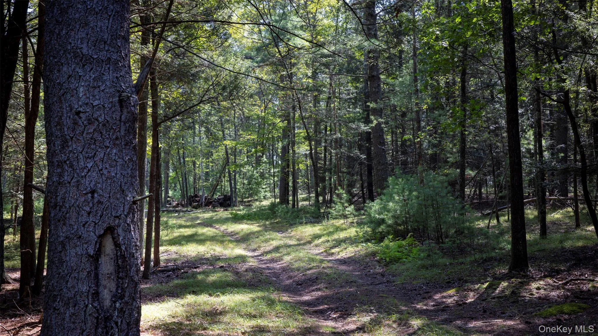 View of wooded area View of wooded area