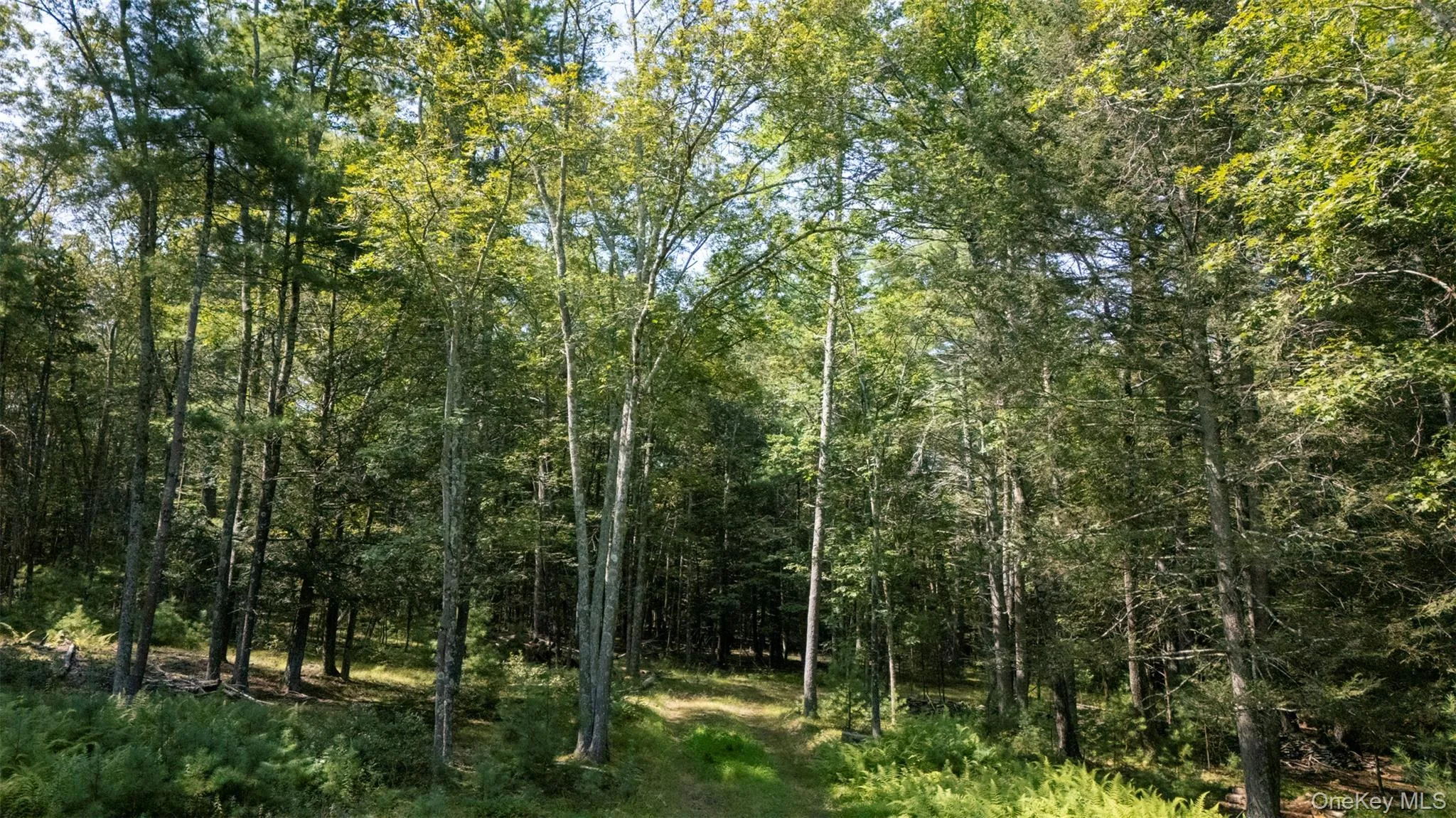 View of woods View of woods