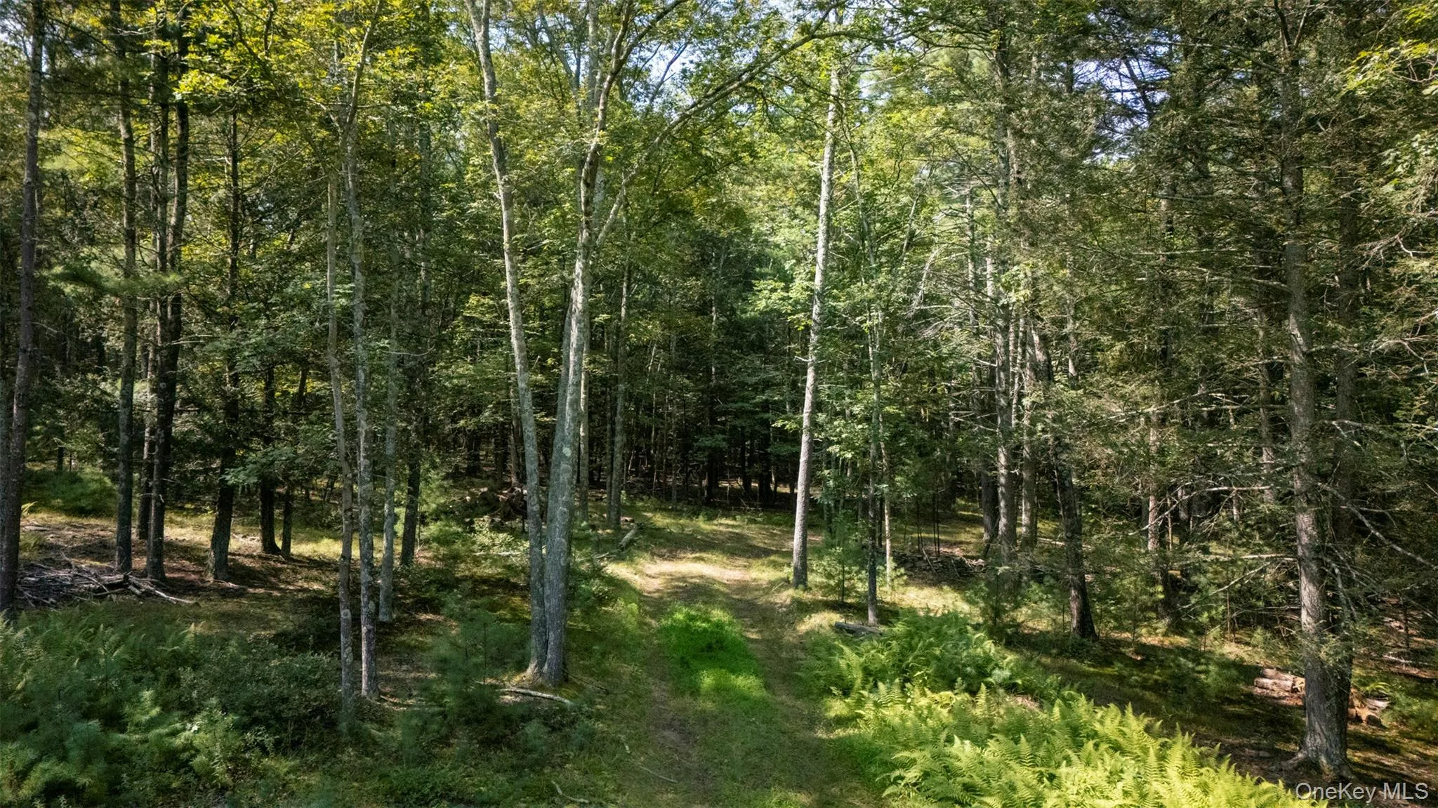 View of woods View of woods