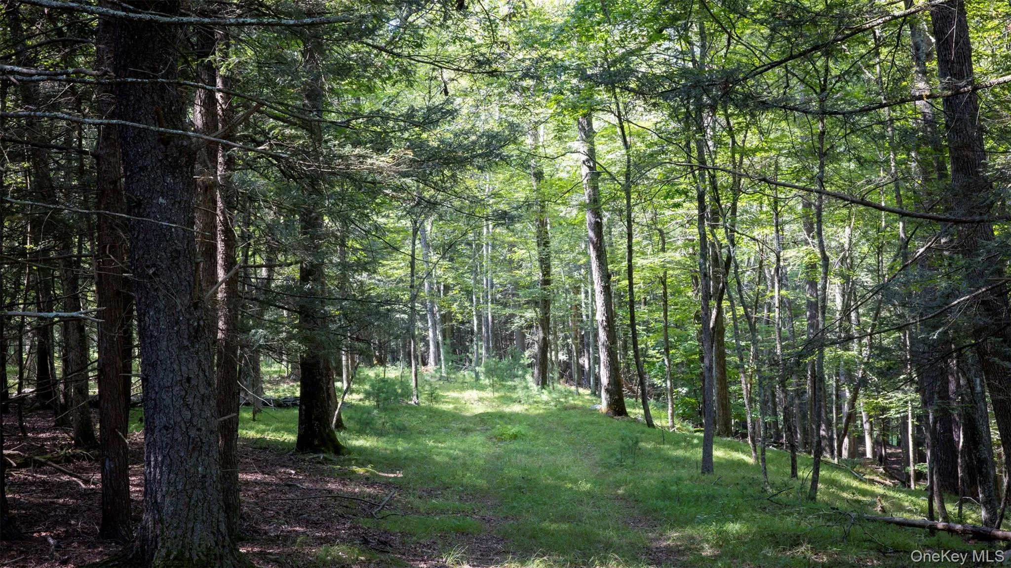 View of wooded area View of wooded area