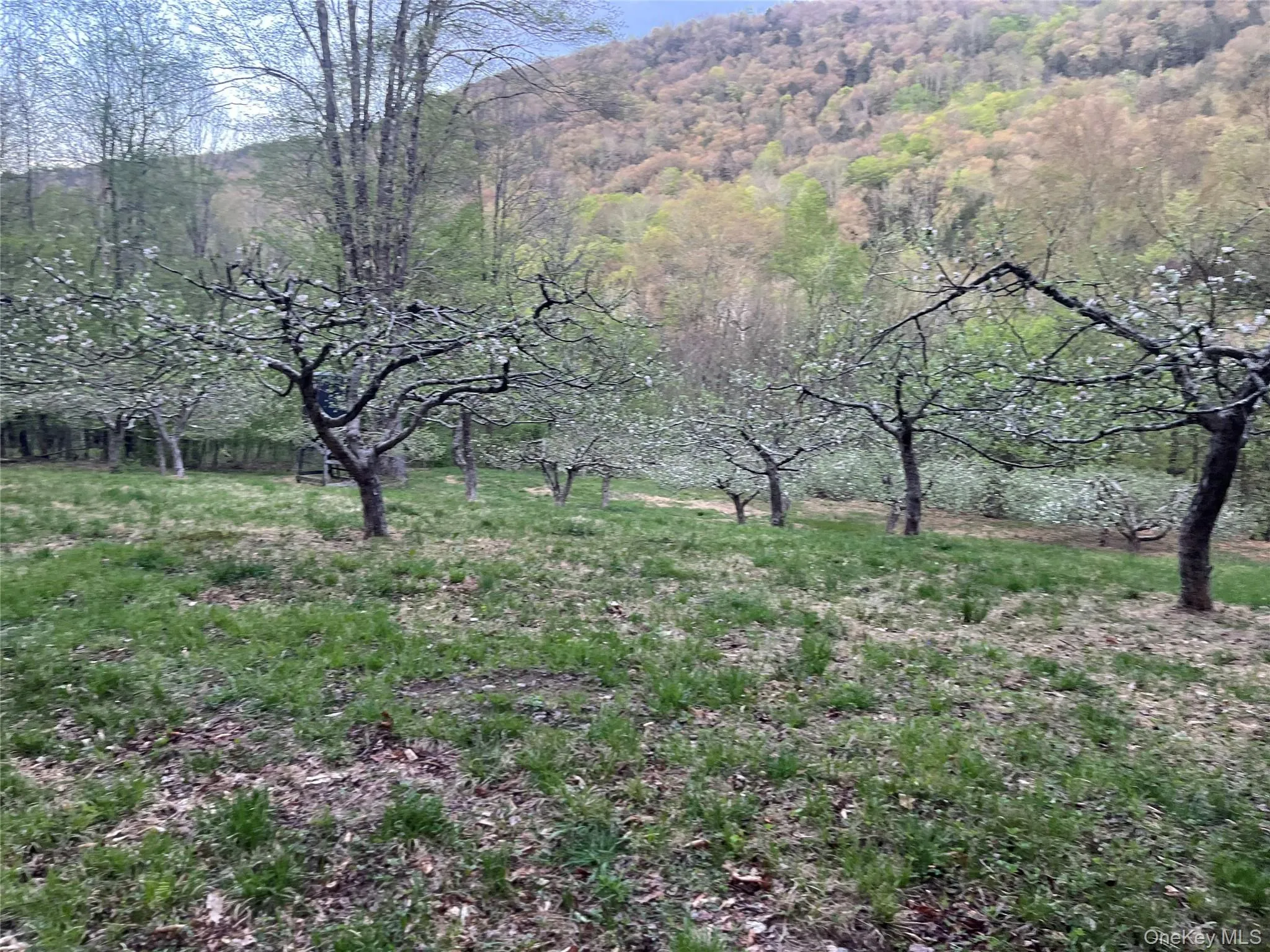 Apple orchard Apple orchard