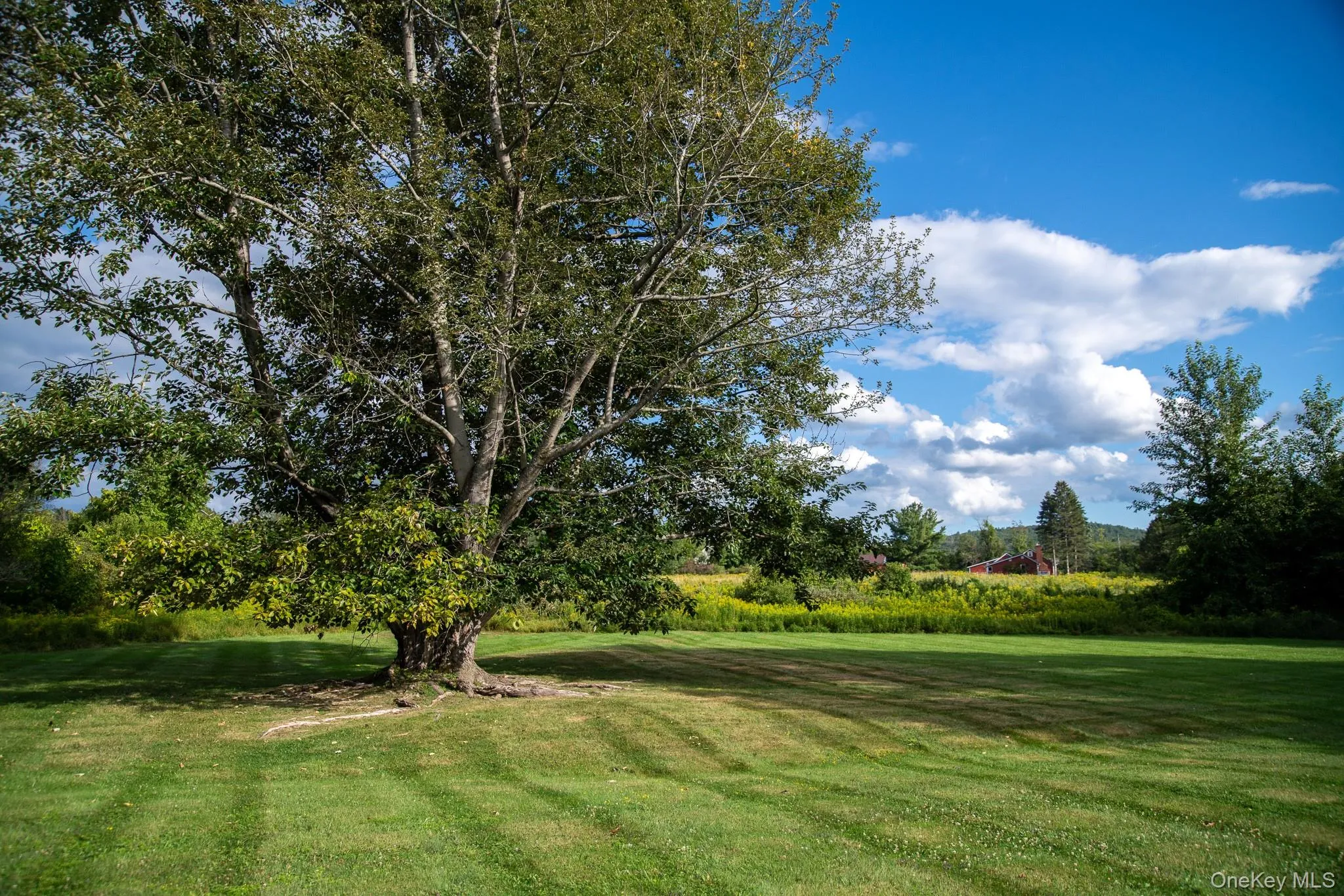 View of green lawn featuring view of wooded area View of green lawn featuring view of wooded area