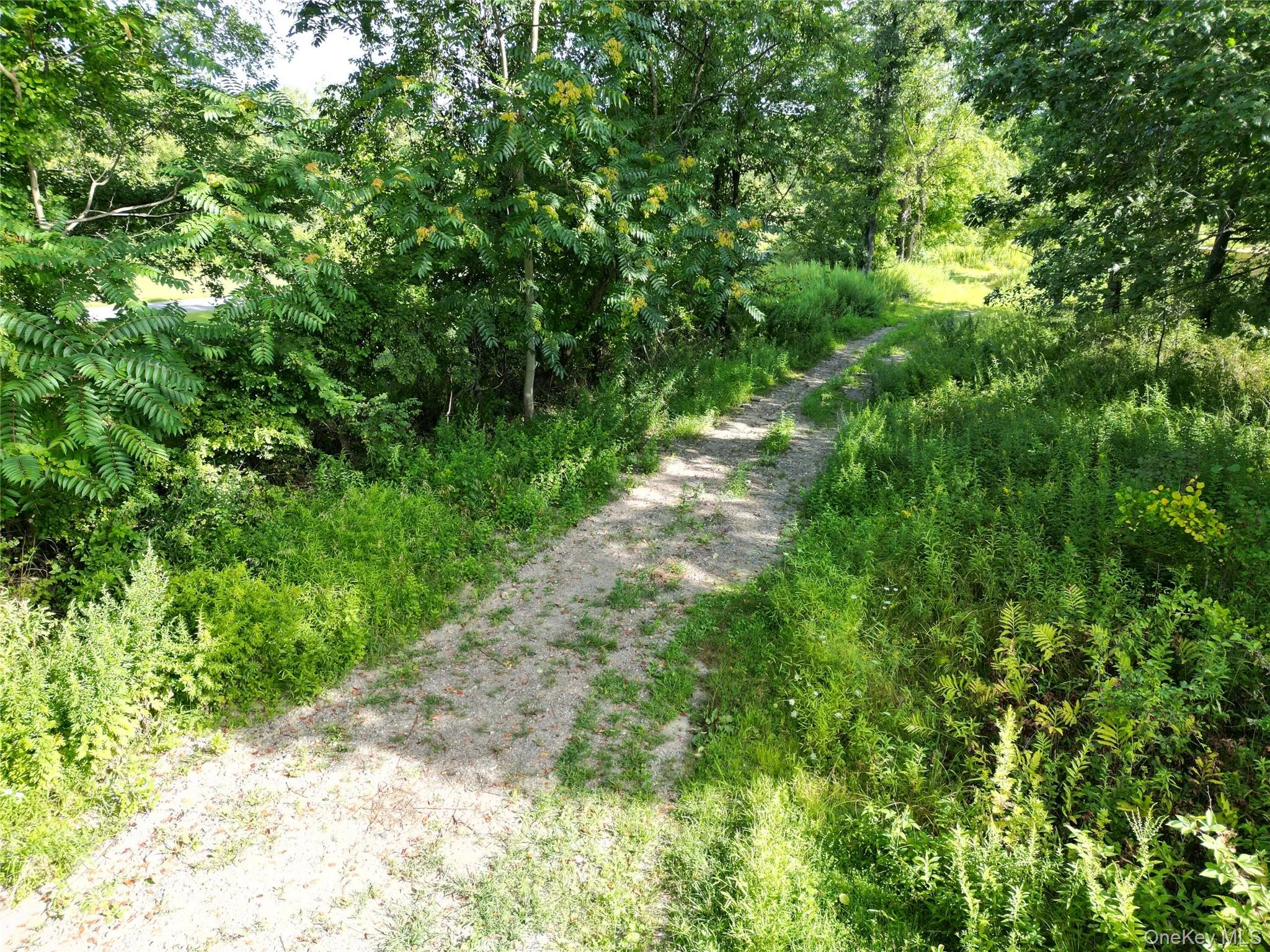View of dirt / gravel road featuring a forest view View of dirt / gravel road featuring a forest view