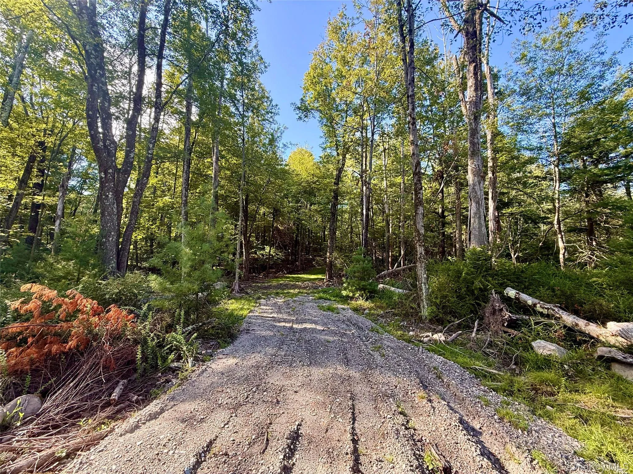 View of road with a forest view View of road with a forest view