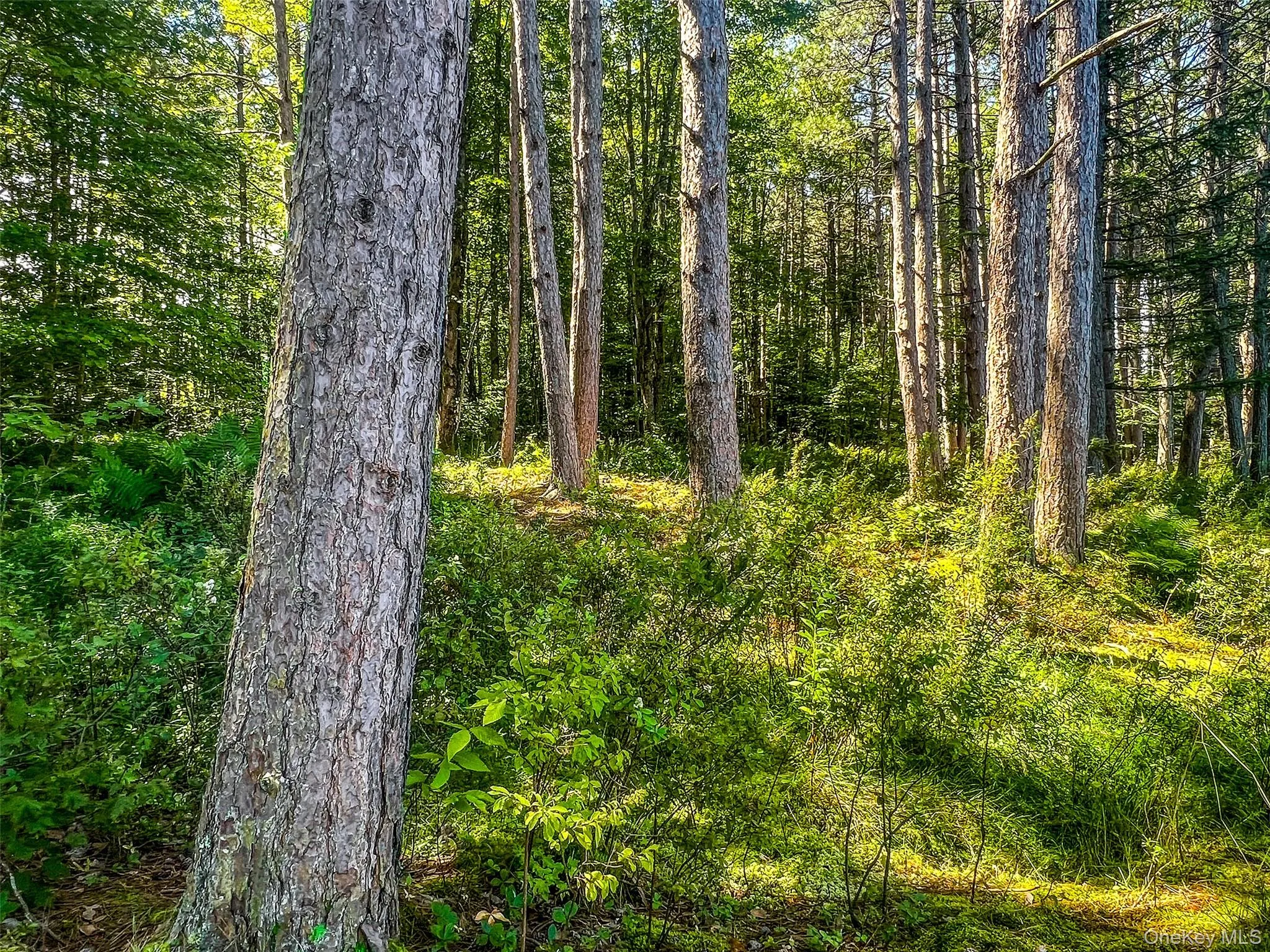 View of woods View of woods