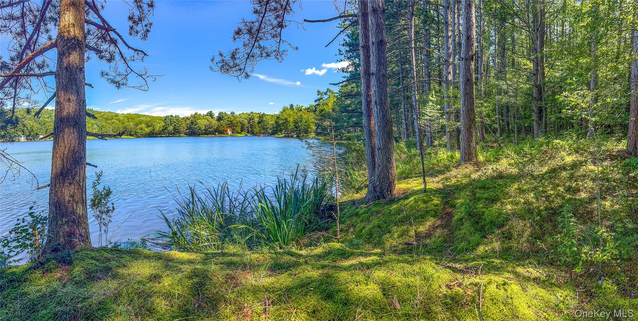 Water view with a forest Water view with a forest