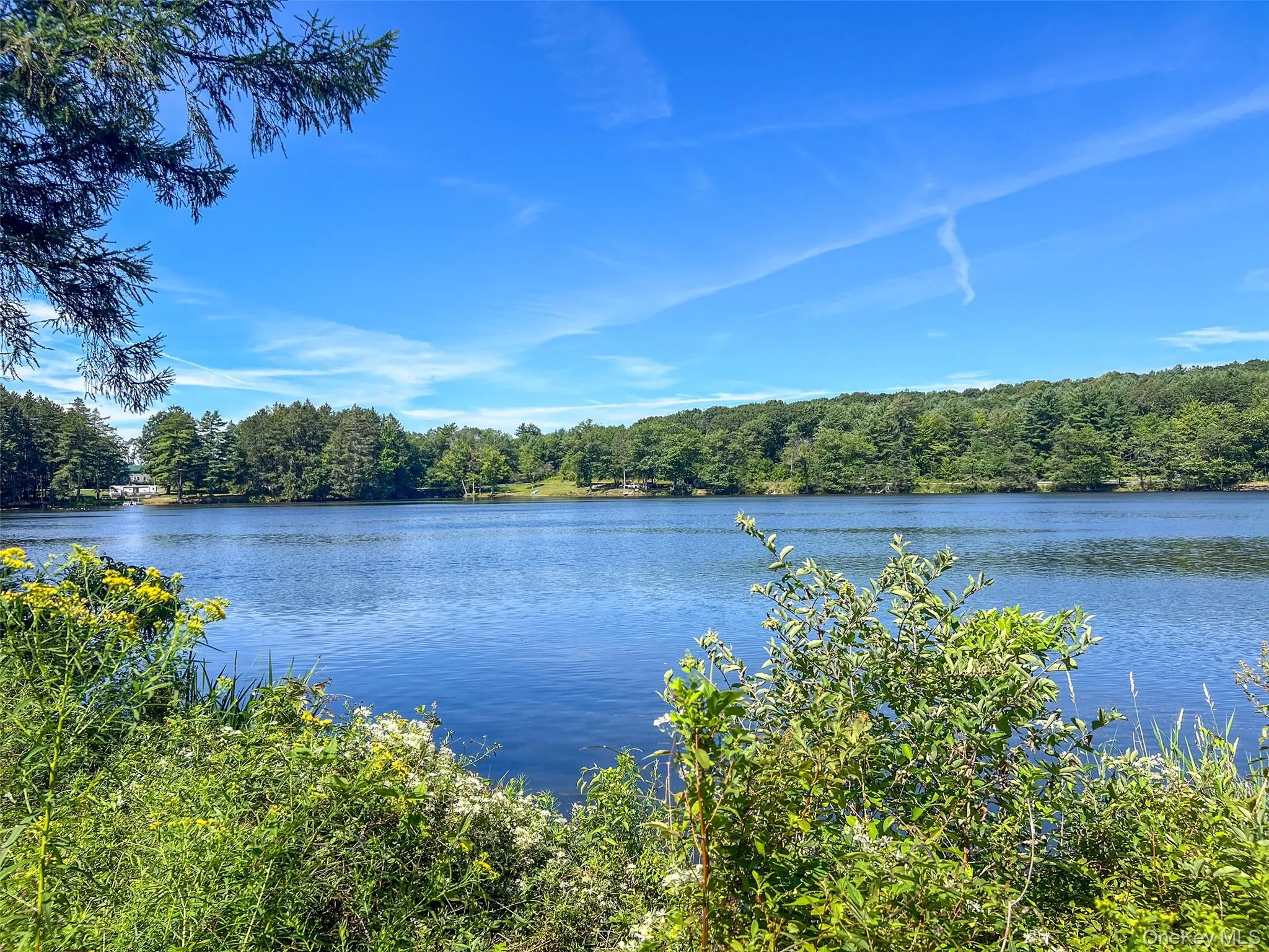 Water view with a forest Water view with a forest