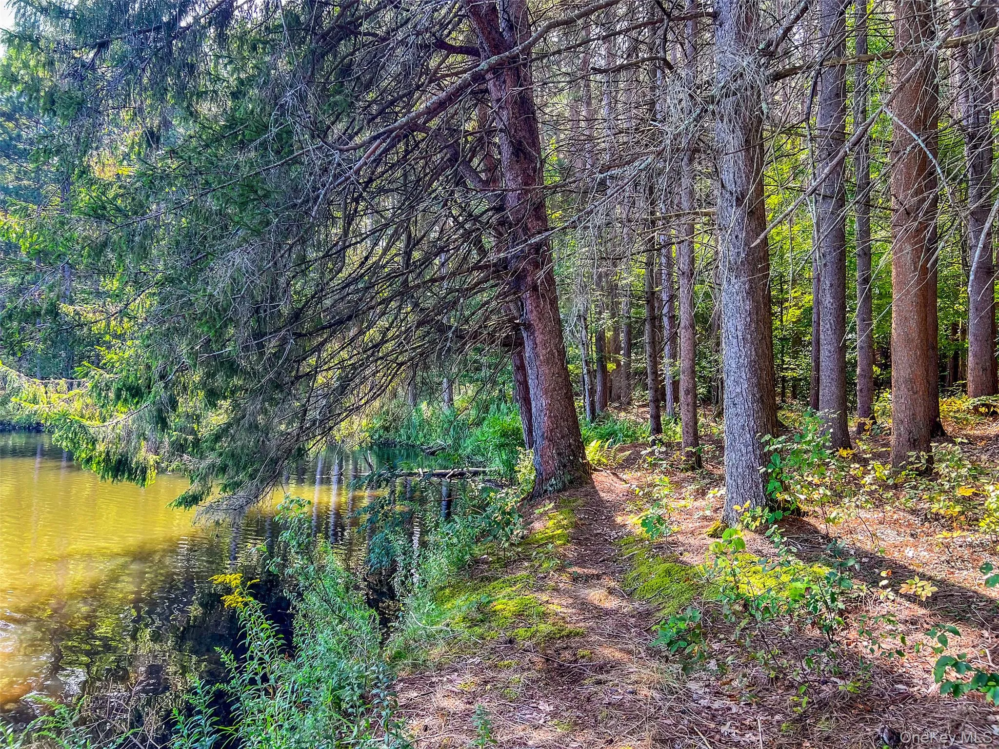 View of tree filled area with a water view View of tree filled area with a water view