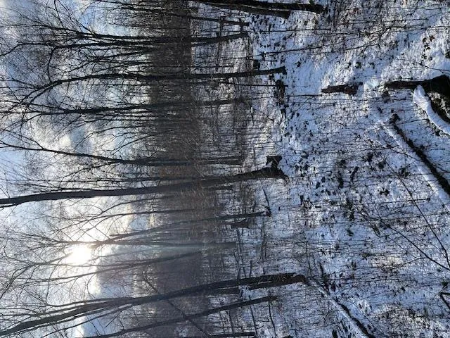 Snowy landscape Snowy landscape