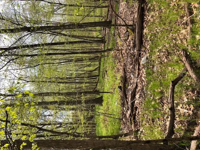View of wooded area View of wooded area