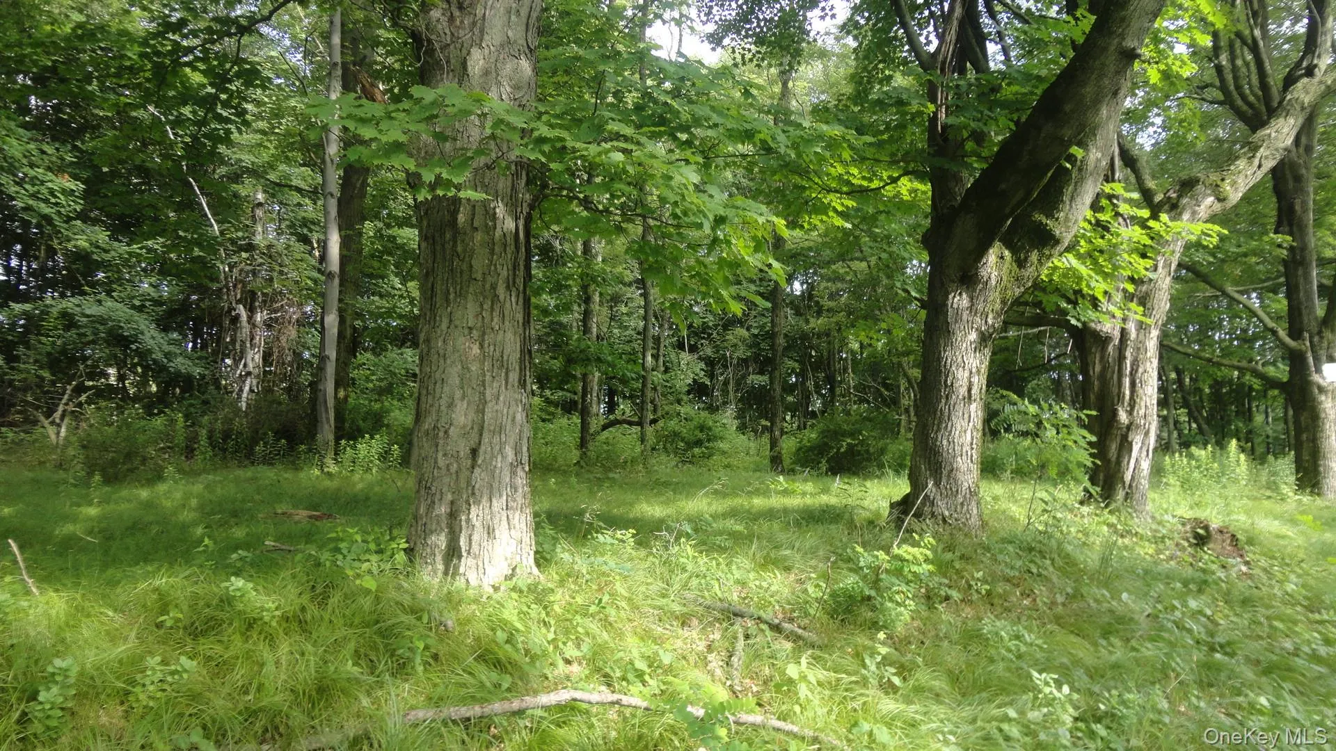 View of tree filled area View of tree filled area