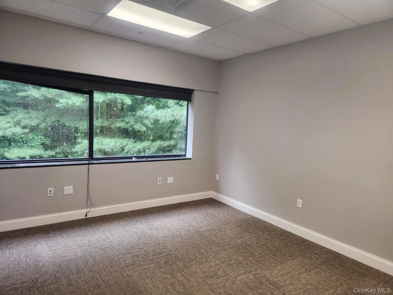 Carpeted empty room featuring a paneled ceiling and baseboards Carpeted empty room featuring a paneled ceiling and baseboards