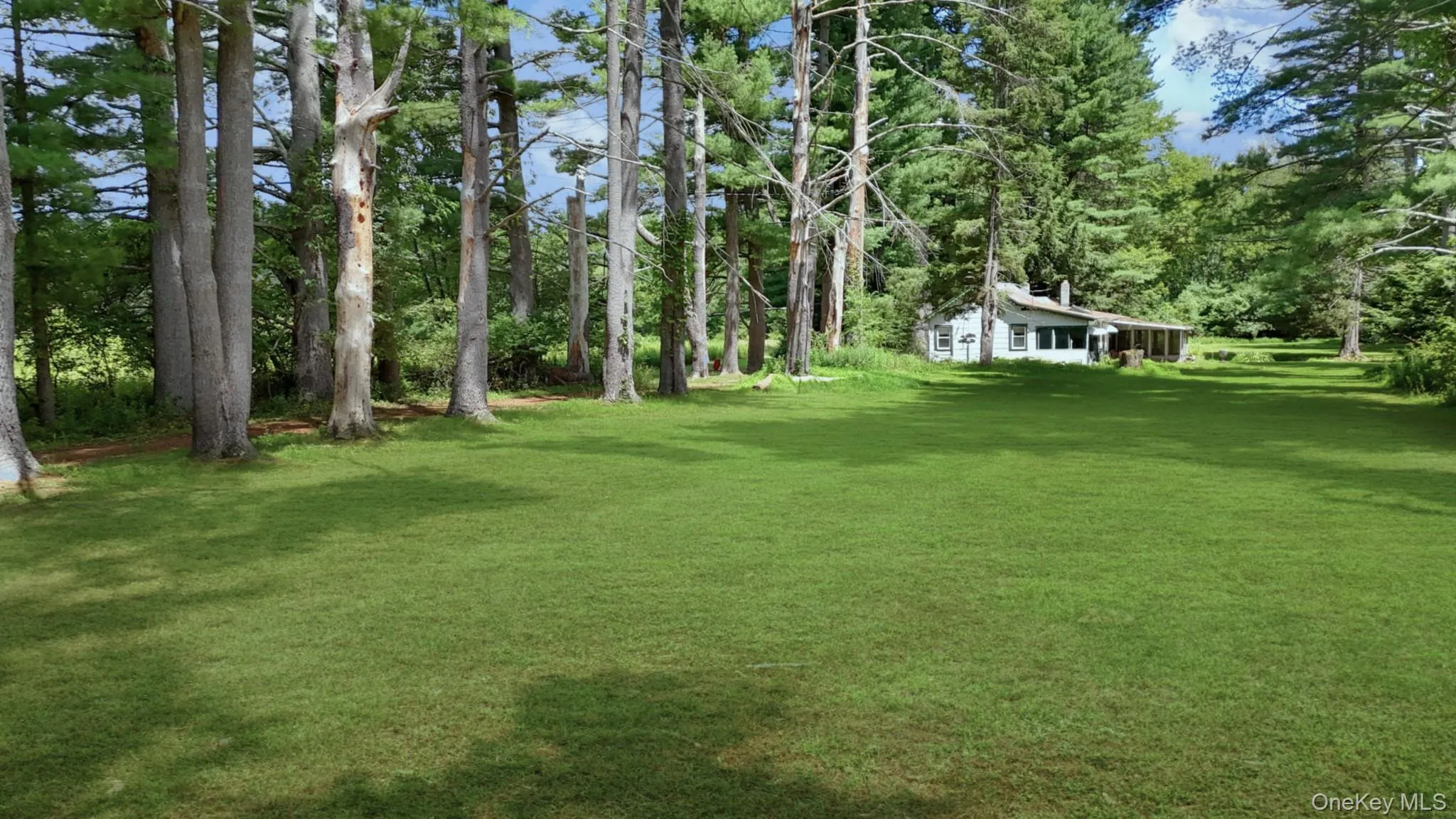 View of lawn going to Main House drive between Pine trees View of lawn going to Main House drive between Pine trees
